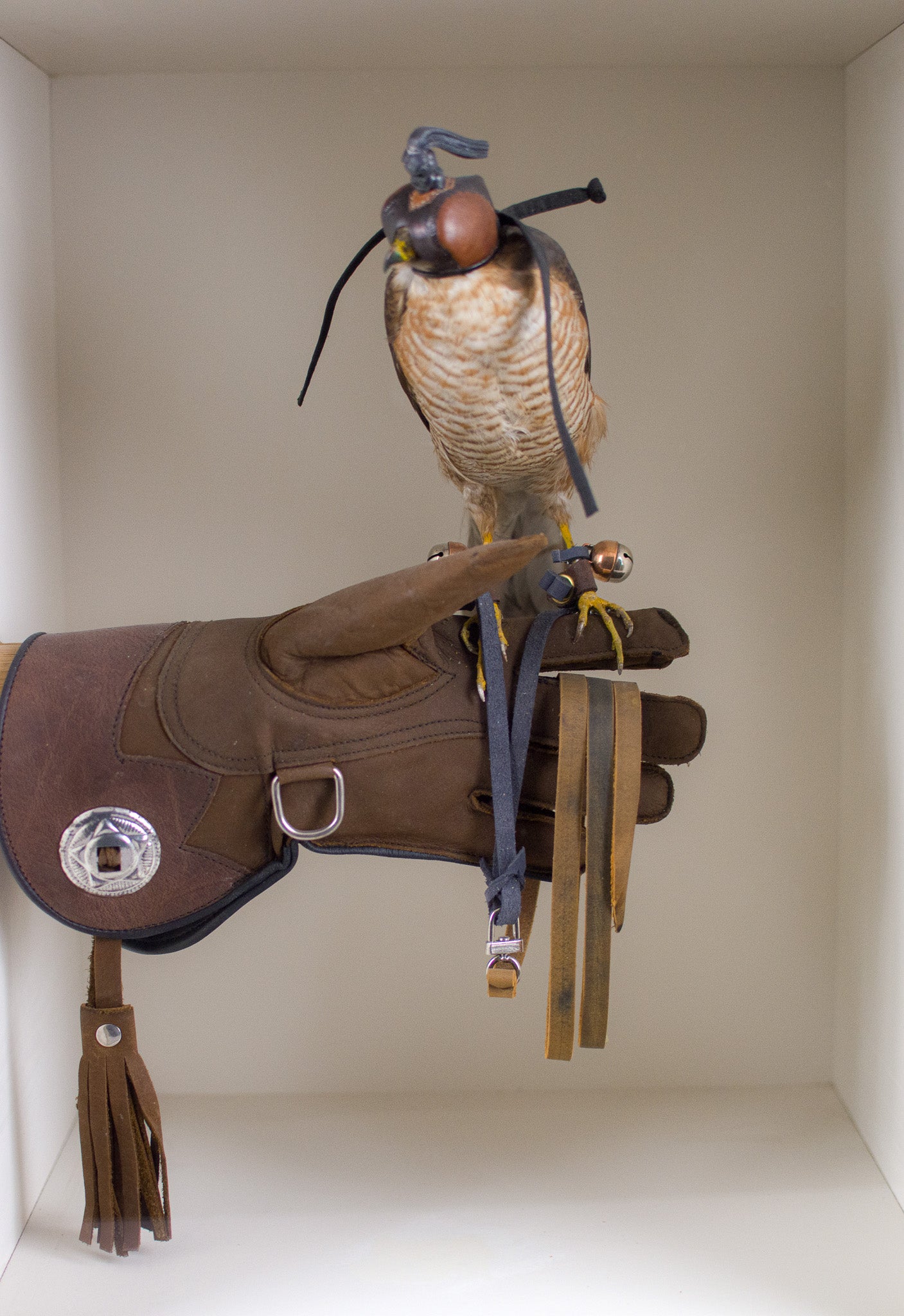 Taxidermy Cased European Sparrowhawk (Accipiter nisus) Circa Early 20th Century