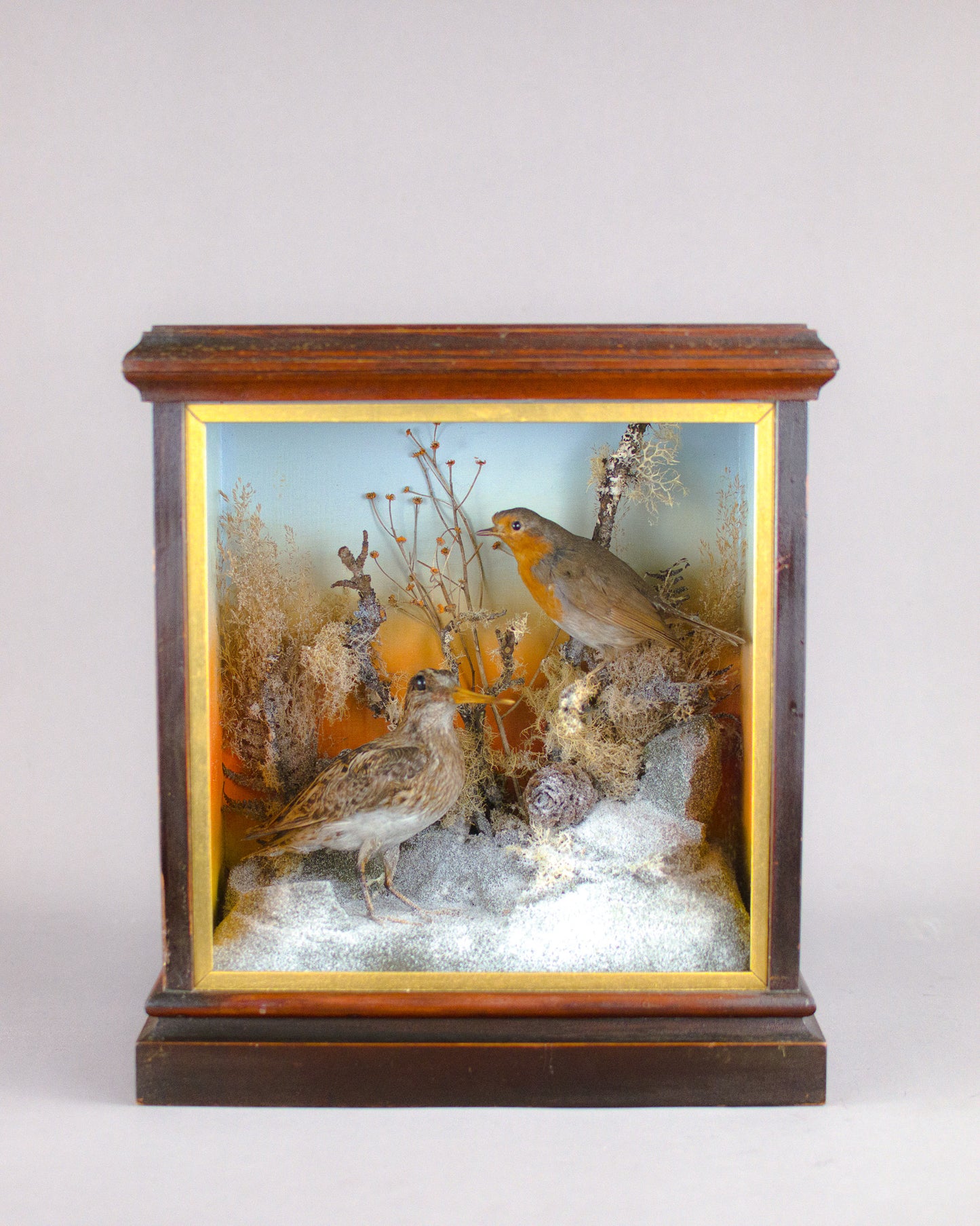 A Victorian Taxidermy Cased Jack Snipe & European Robin Circa 1890s