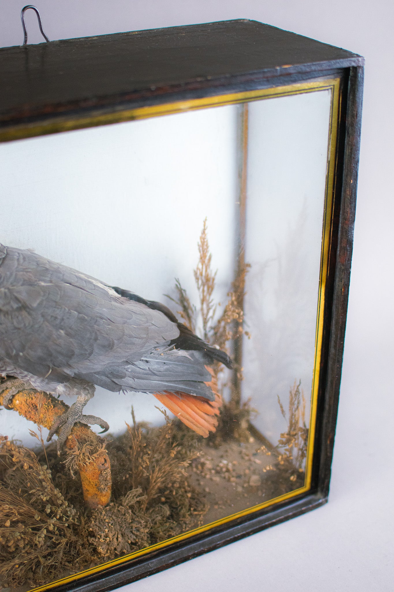 Taxidermy Cased Victorian African Grey Parrot (Psittacus Erithacus), Circa Late 1800's - Early 1900's