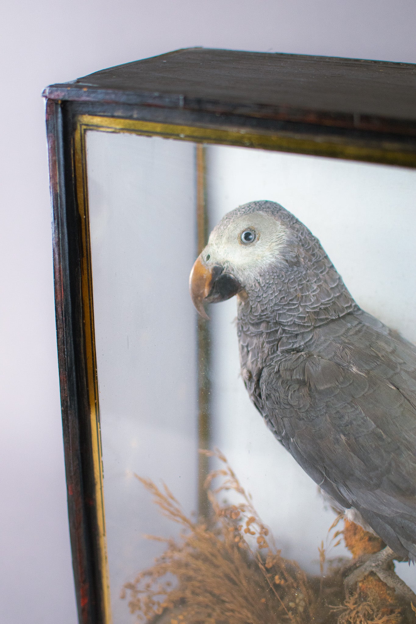 Taxidermy Cased Victorian African Grey Parrot (Psittacus Erithacus), Circa Late 1800's - Early 1900's