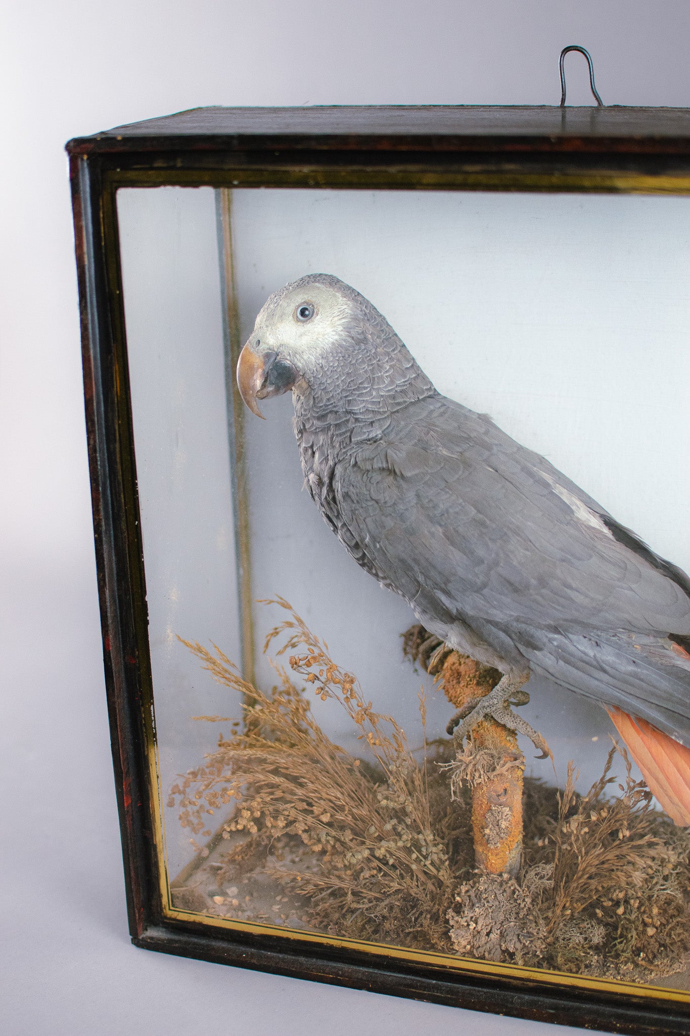 Taxidermy Cased Victorian African Grey Parrot (Psittacus Erithacus), Circa Late 1800's - Early 1900's