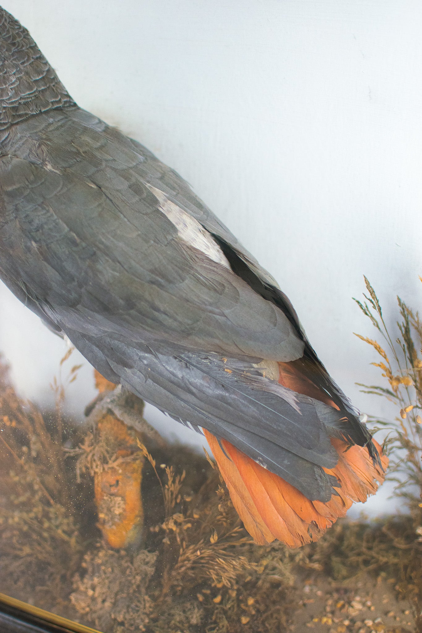 Taxidermy Cased Victorian African Grey Parrot (Psittacus Erithacus), Circa Late 1800's - Early 1900's