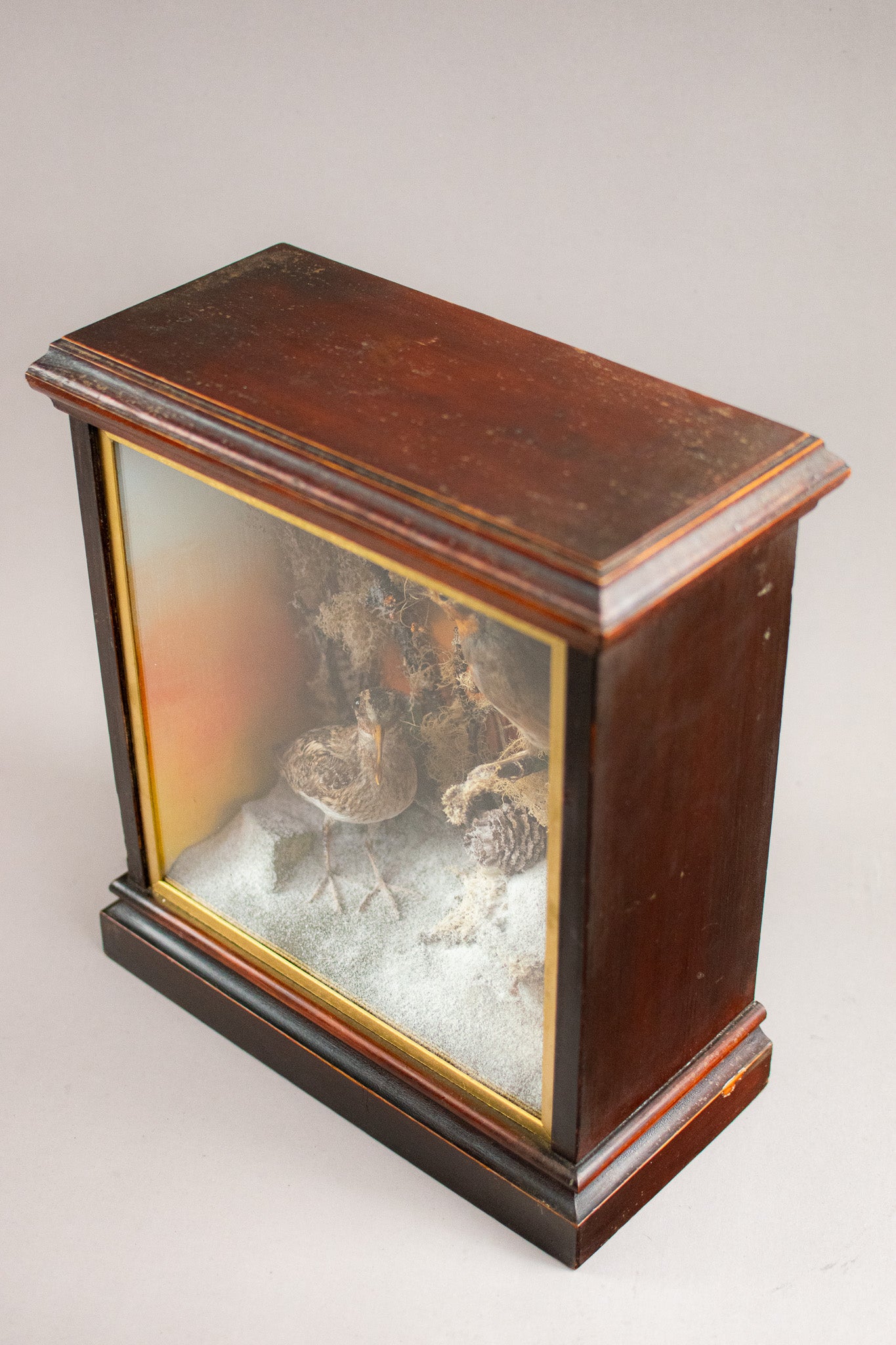 A Victorian Taxidermy Cased Jack Snipe & European Robin Circa 1890s