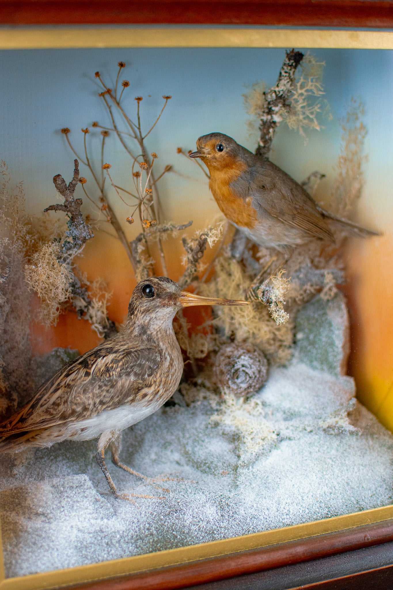 A Victorian Taxidermy Cased Jack Snipe & European Robin Circa 1890s