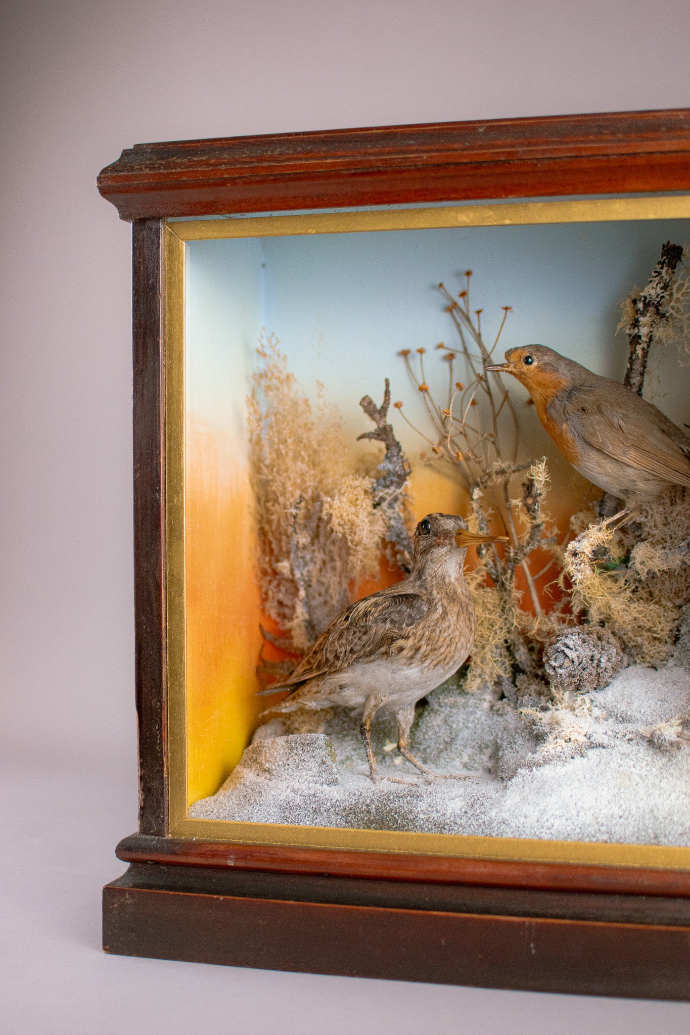 A Victorian Taxidermy Cased Jack Snipe & European Robin Circa 1890s