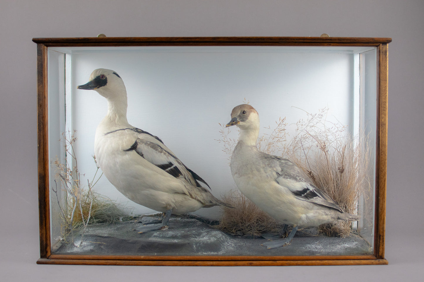 Taxidermy Cased Pair of Smew Ducks (Mergellus albellus) Circa Late 1900s