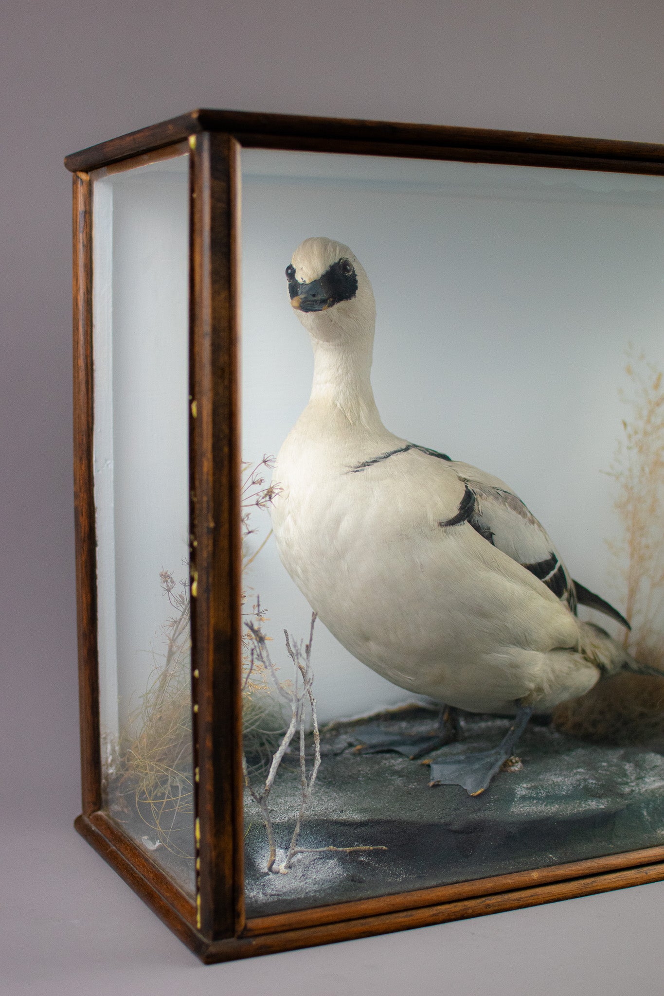 Taxidermy Cased Pair of Smew Ducks (Mergellus albellus) Circa Late 1900s