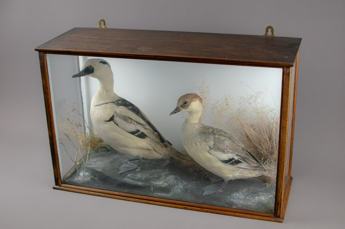 Taxidermy Cased Pair of Smew Ducks (Mergellus albellus) Circa Late 1900s