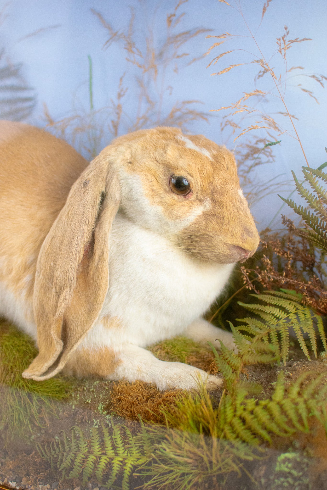 Victorian Very Large Taxidermy English Lop Rabbit by Joseph Mountney of Royal Arcade, Cardiff