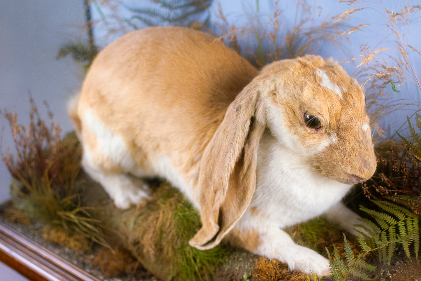Victorian Very Large Taxidermy English Lop Rabbit by Joseph Mountney of Royal Arcade, Cardiff