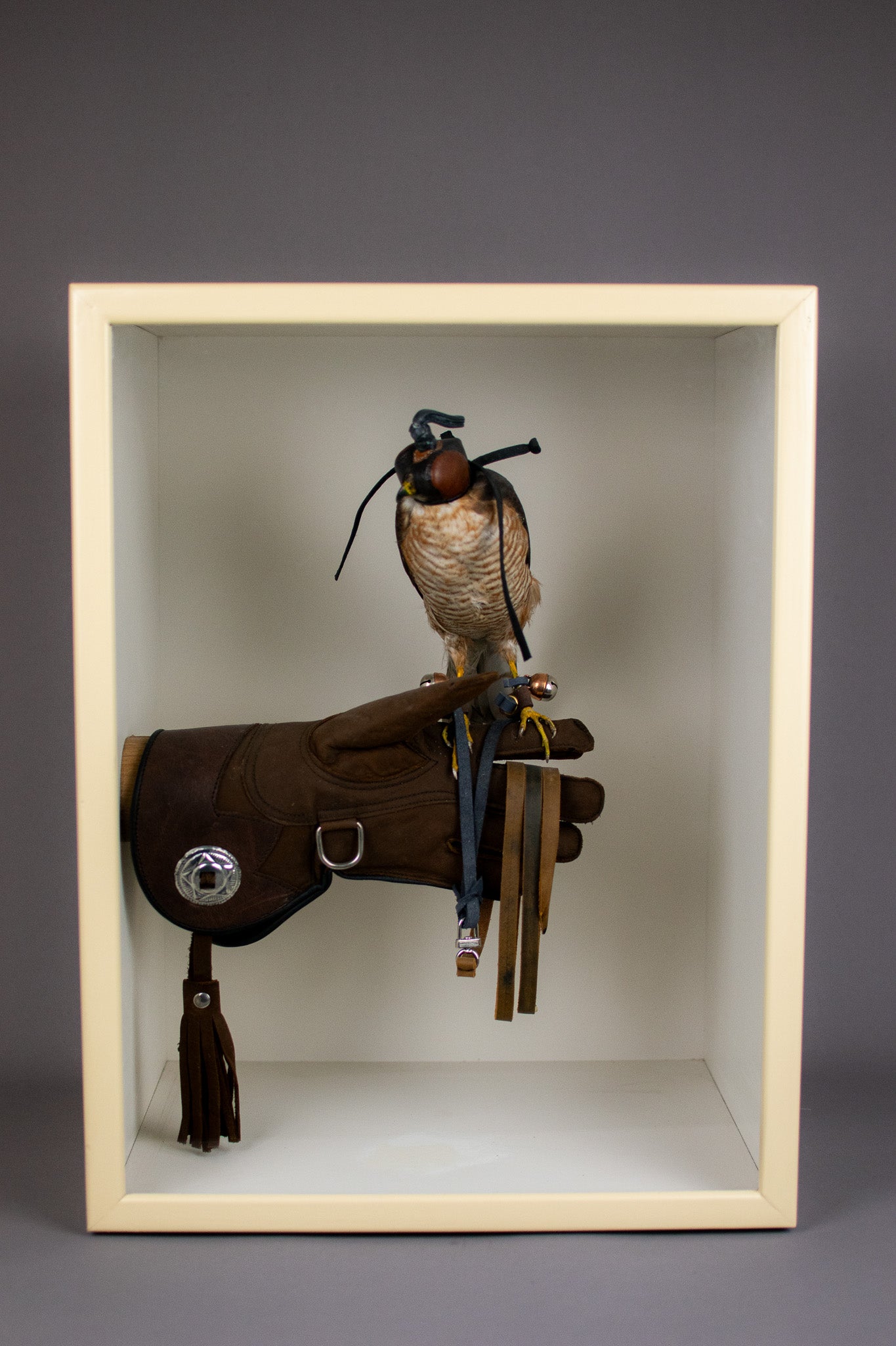 Taxidermy Cased European Sparrowhawk (Accipiter nisus) Circa Early 20th Century