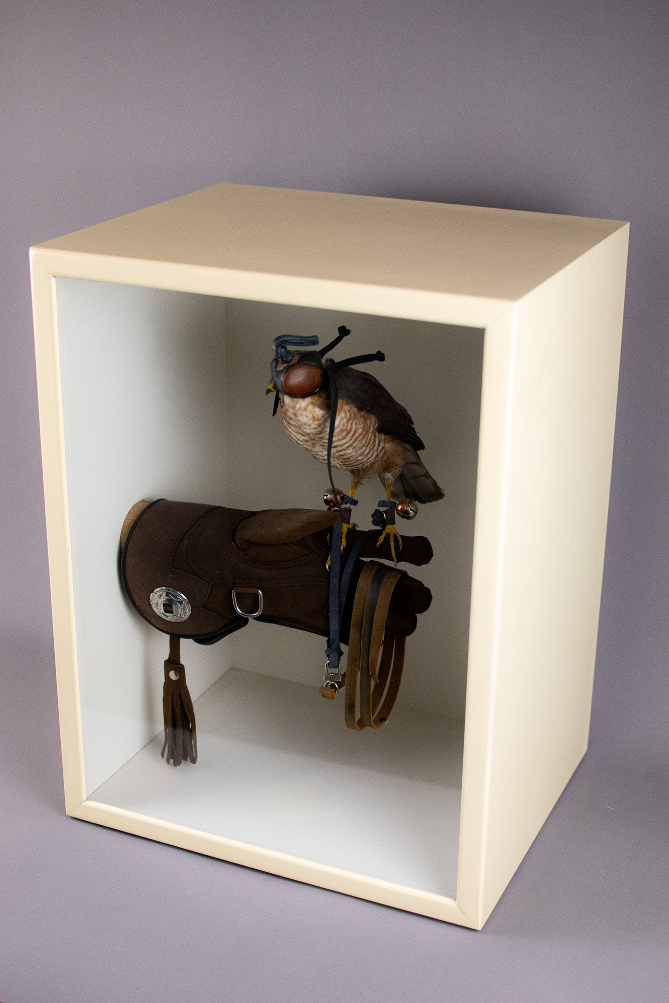 Taxidermy Cased European Sparrowhawk (Accipiter nisus) Circa Early 20th Century