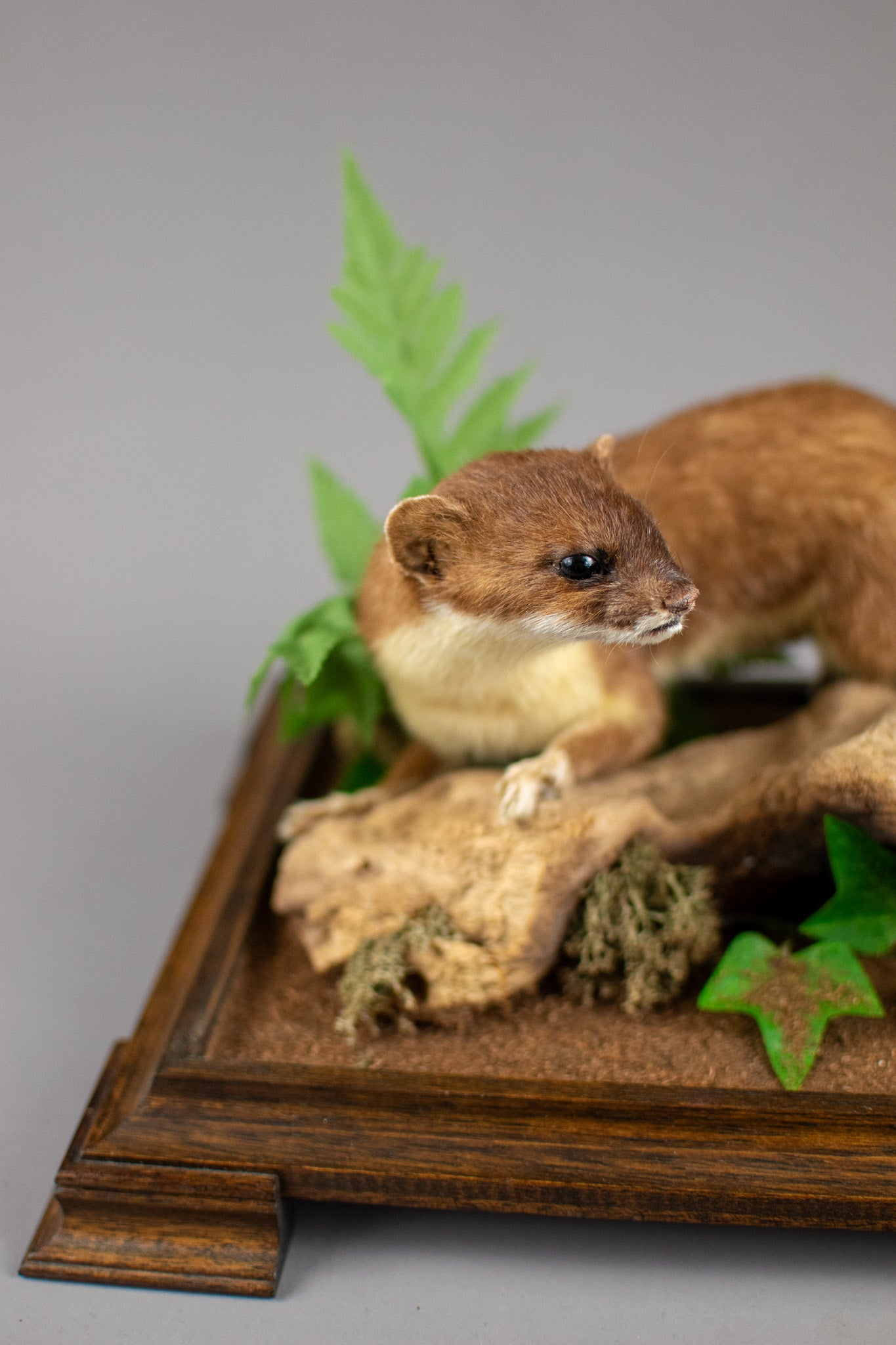 Taxidermy Modern Glass Cased Stoat Amongst Fauna