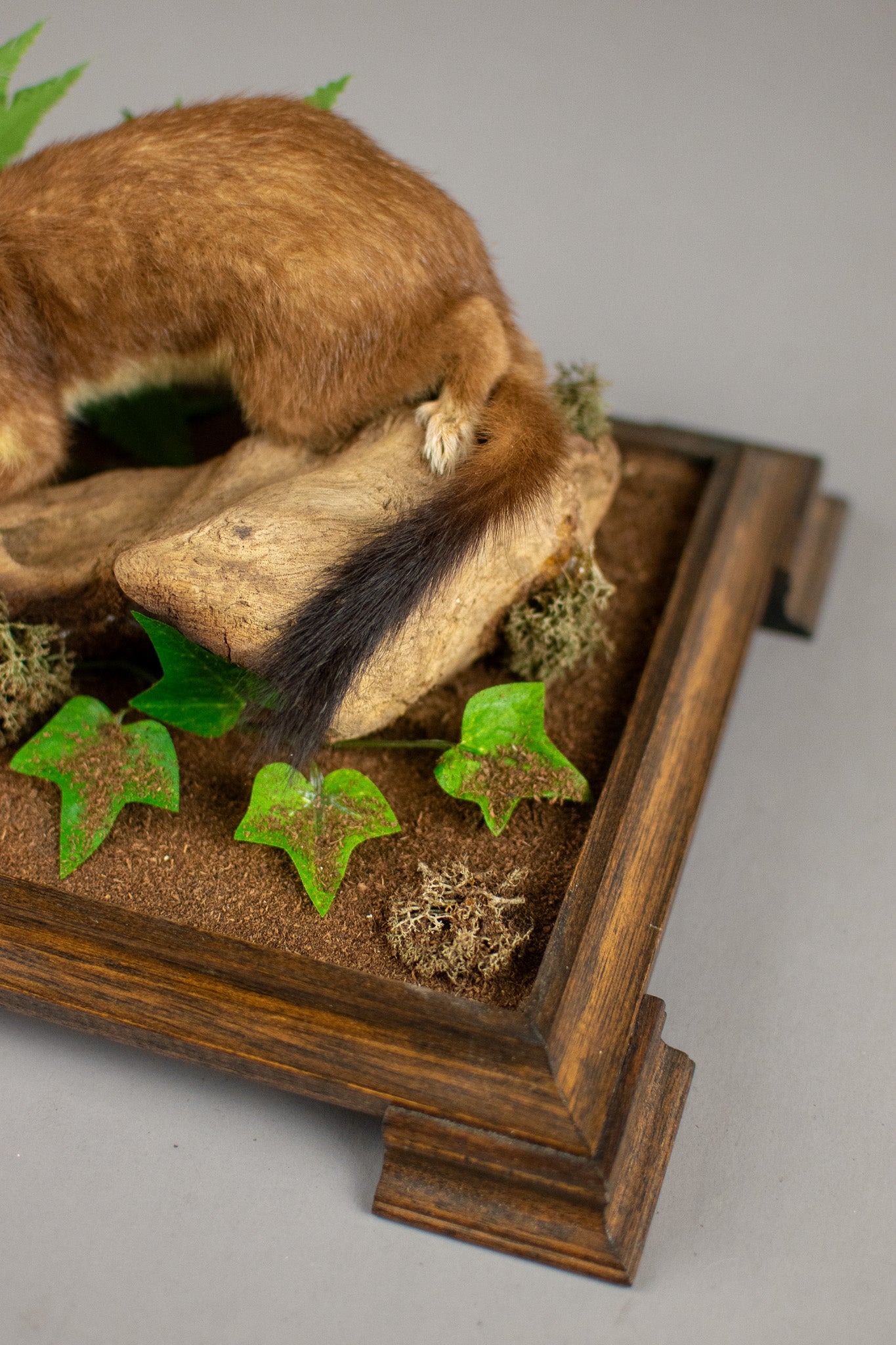 Taxidermy Modern Glass Cased Stoat Amongst Fauna