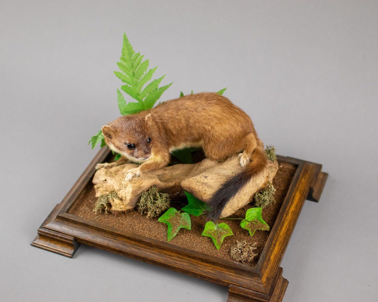 Taxidermy Modern Glass Cased Stoat Amongst Fauna
