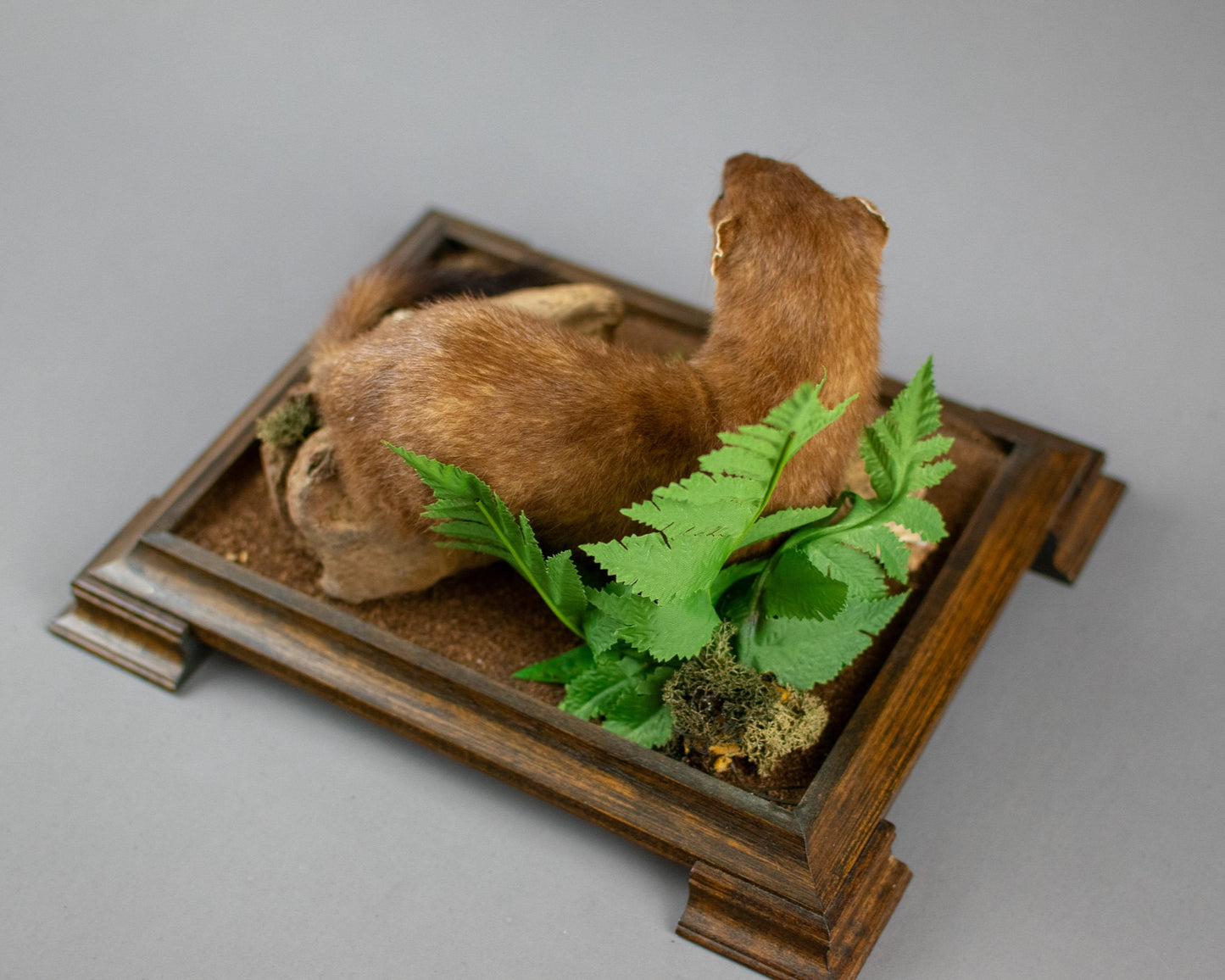 Taxidermy Modern Glass Cased Stoat Amongst Fauna