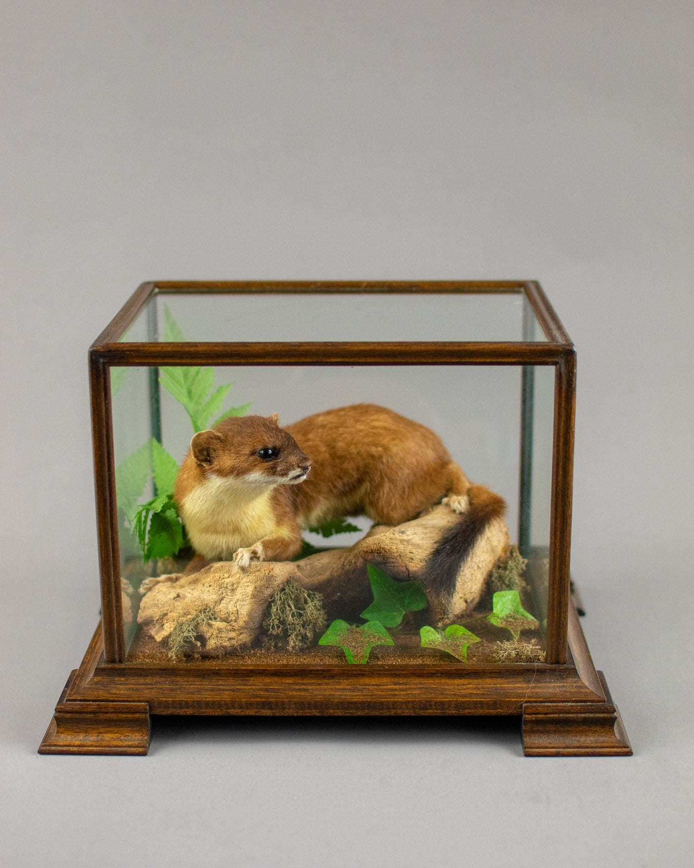 Taxidermy Modern Glass Cased Stoat Amongst Fauna