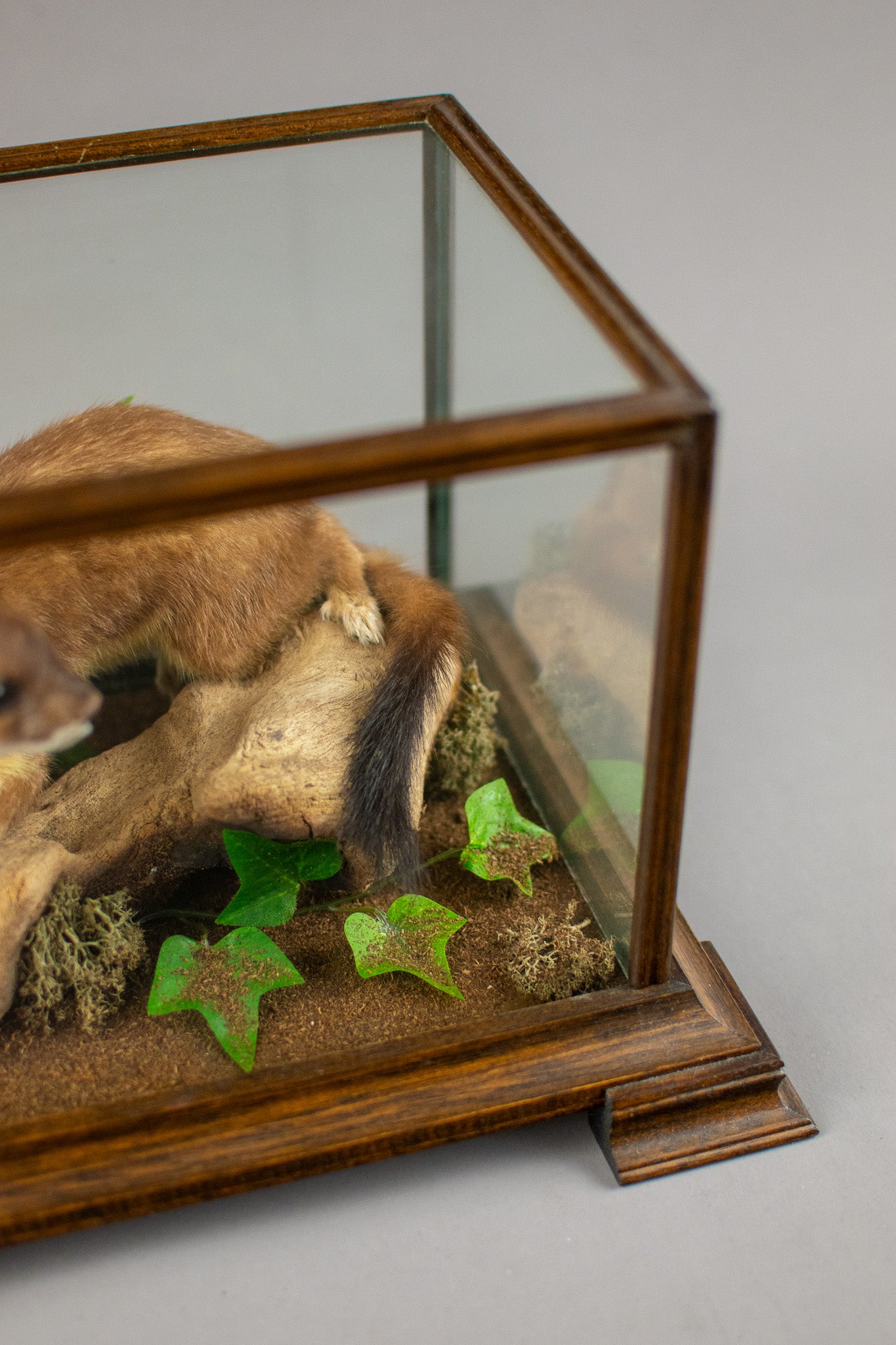 Taxidermy Modern Glass Cased Stoat Amongst Fauna