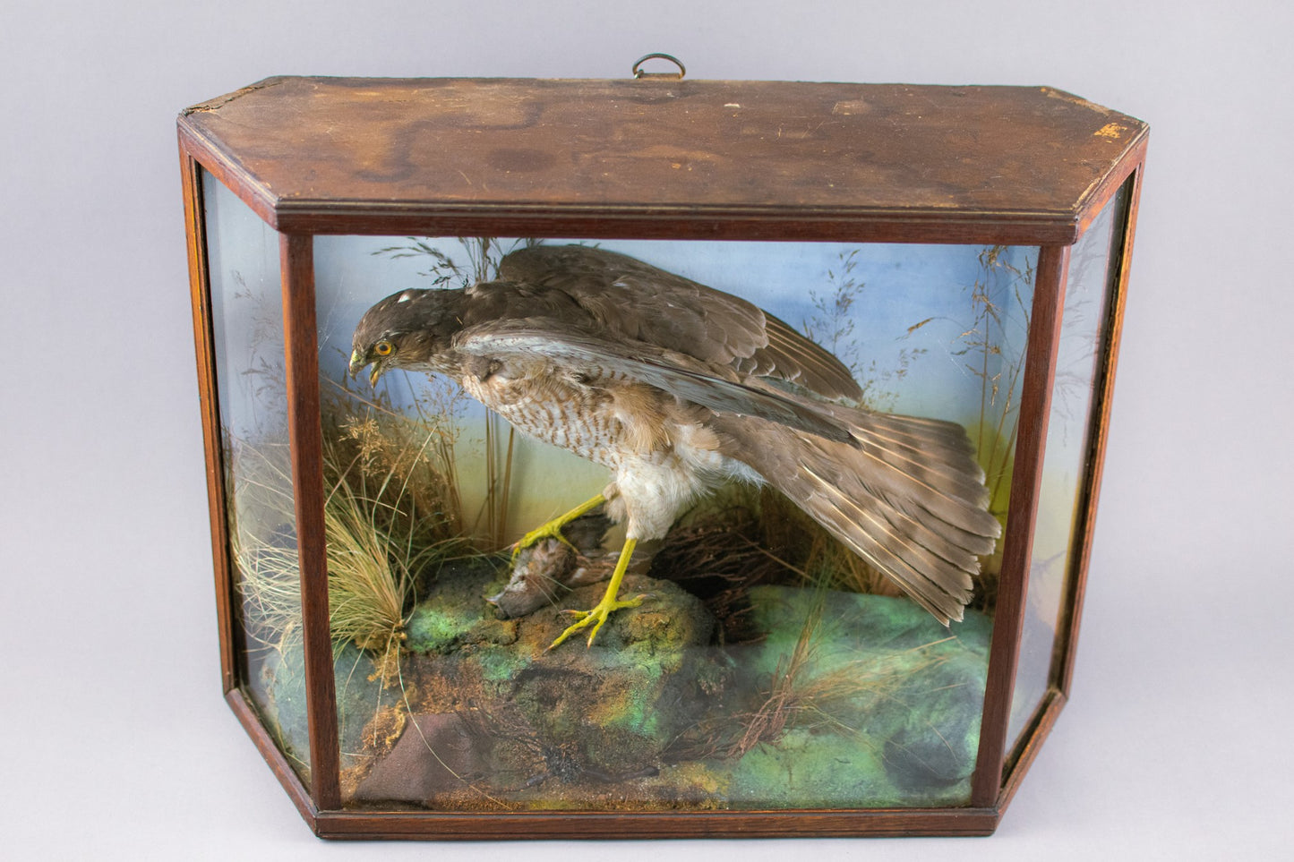 A Victorian Cased Taxidermy Sparrowhawk & Prey