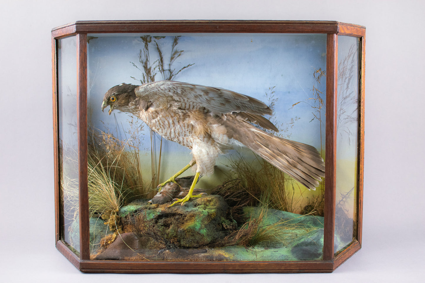 A Victorian Cased Taxidermy Sparrowhawk & Prey