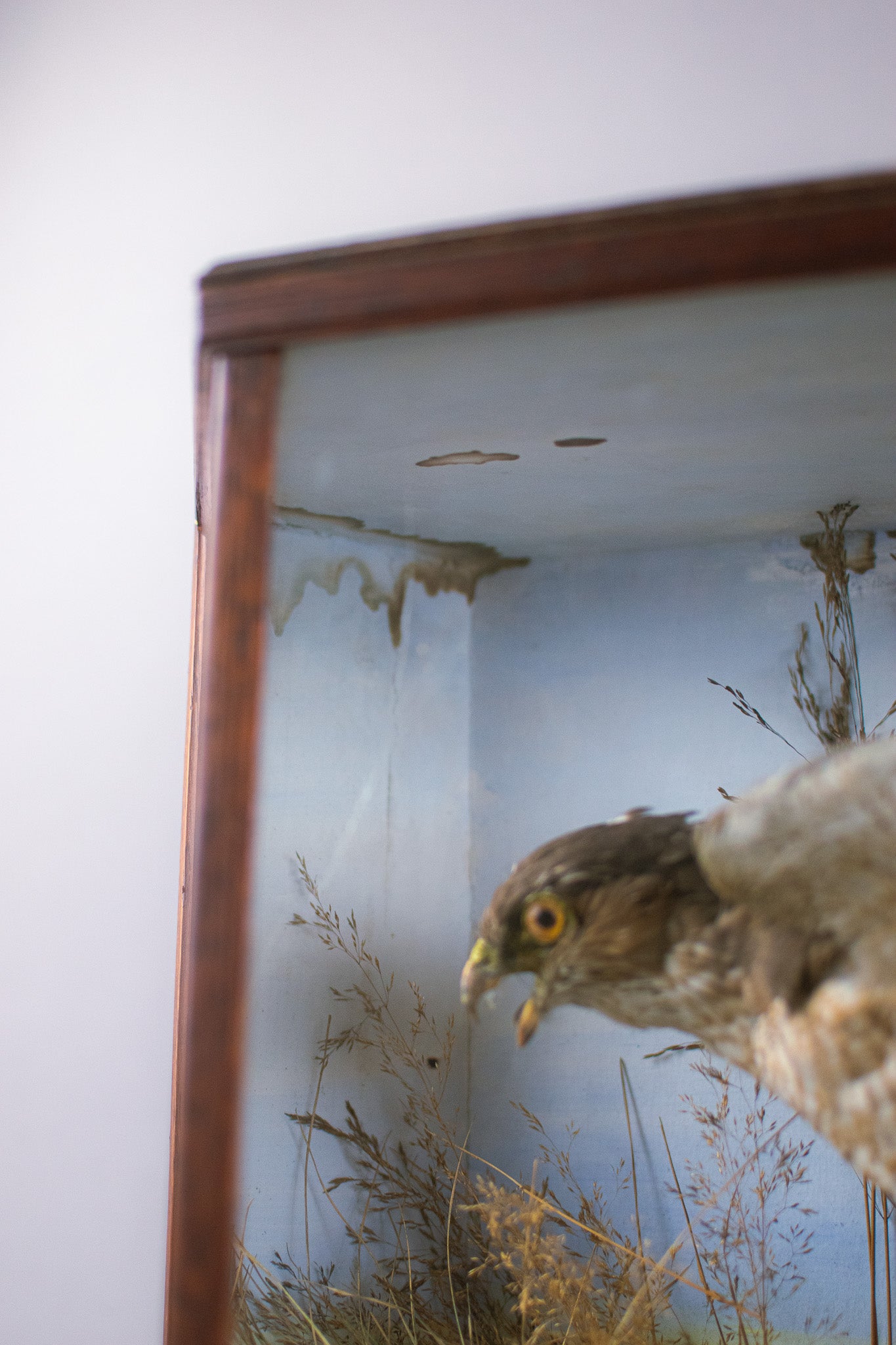 A Victorian Cased Taxidermy Sparrowhawk & Prey