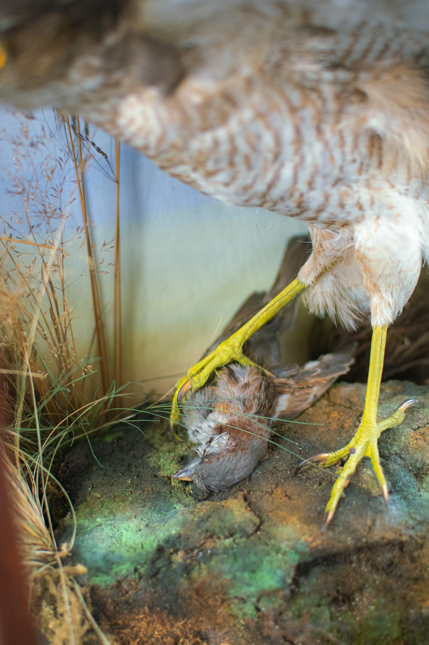 A Victorian Cased Taxidermy Sparrowhawk & Prey
