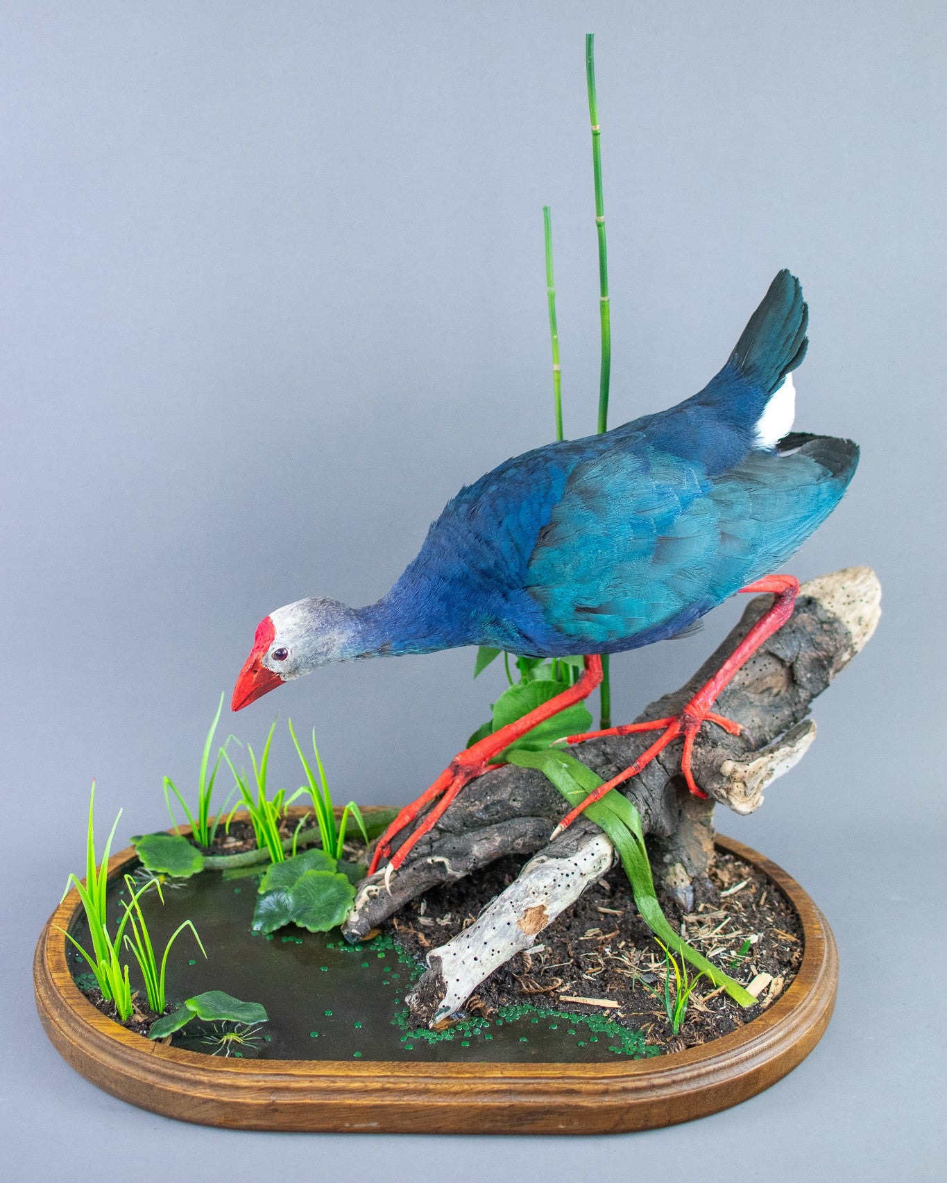 Grey-Headed Swamp Hen Taxidermy Mount