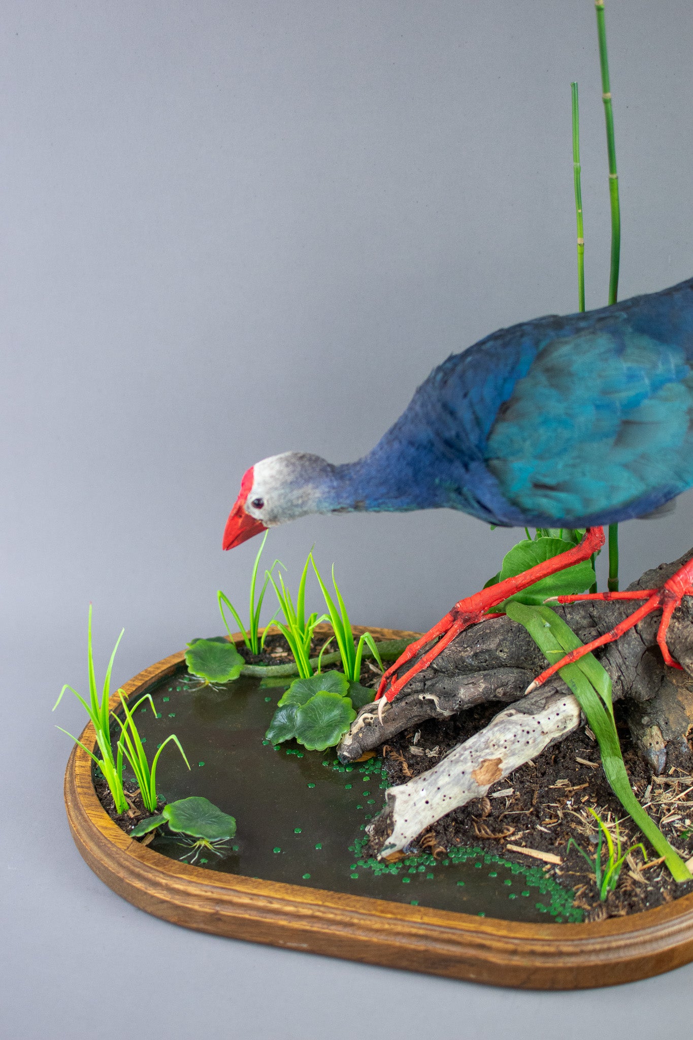 Grey-Headed Swamp Hen Taxidermy Mount