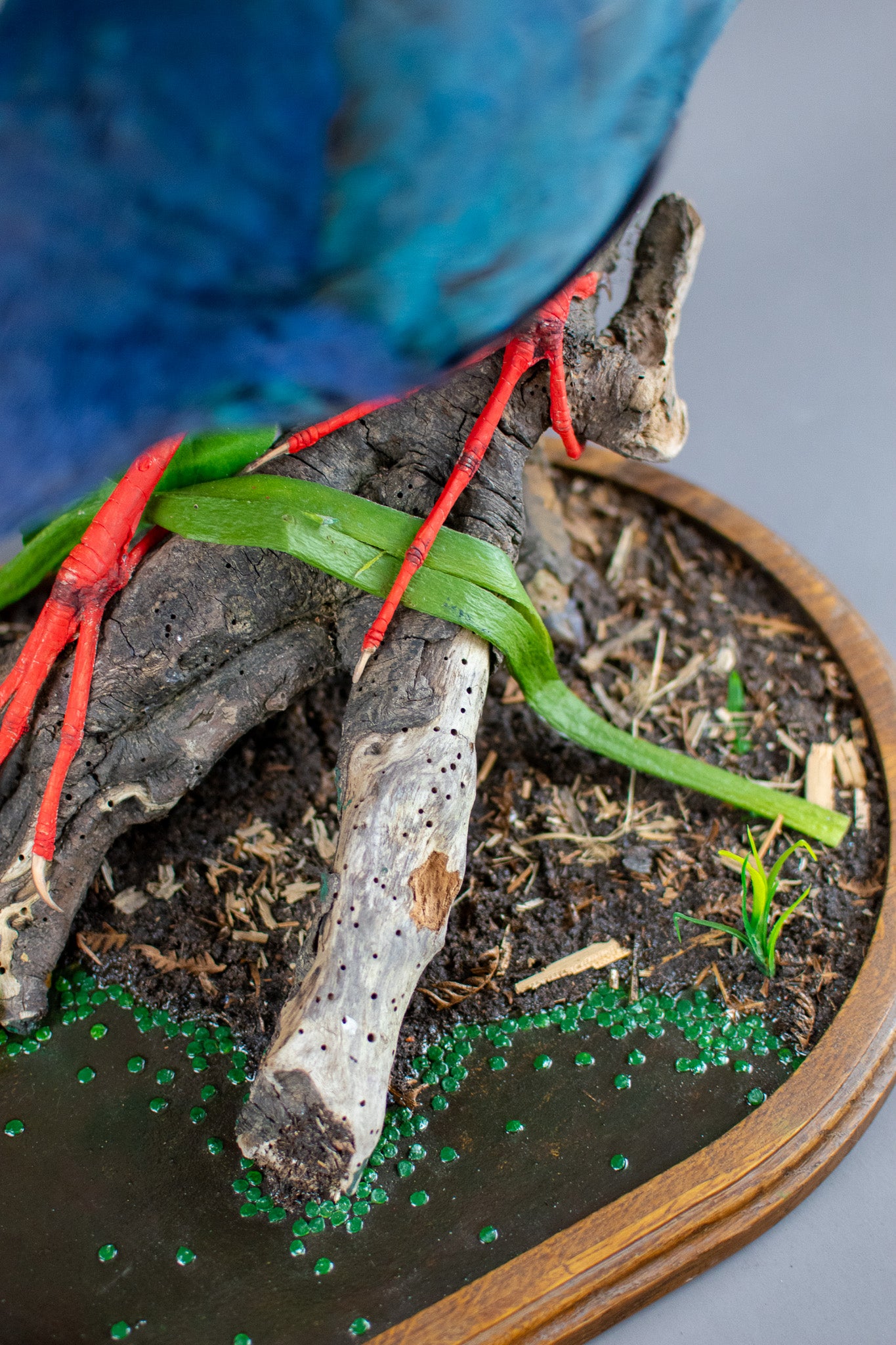 Grey-Headed Swamp Hen Taxidermy Mount
