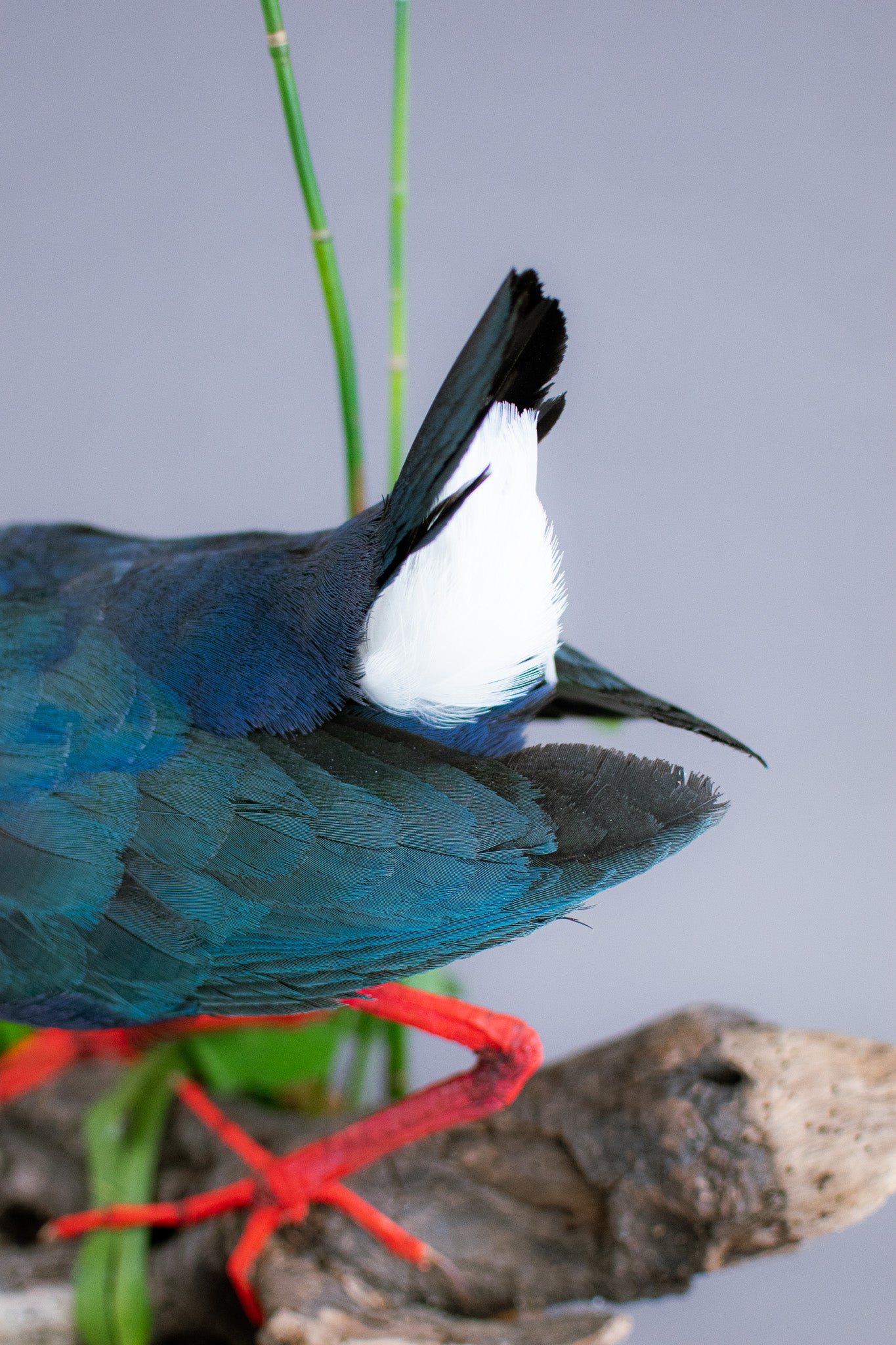 Grey-Headed Swamp Hen Taxidermy Mount