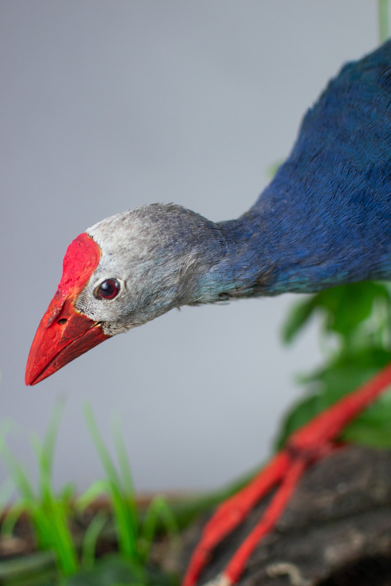 Grey-Headed Swamp Hen Taxidermy Mount