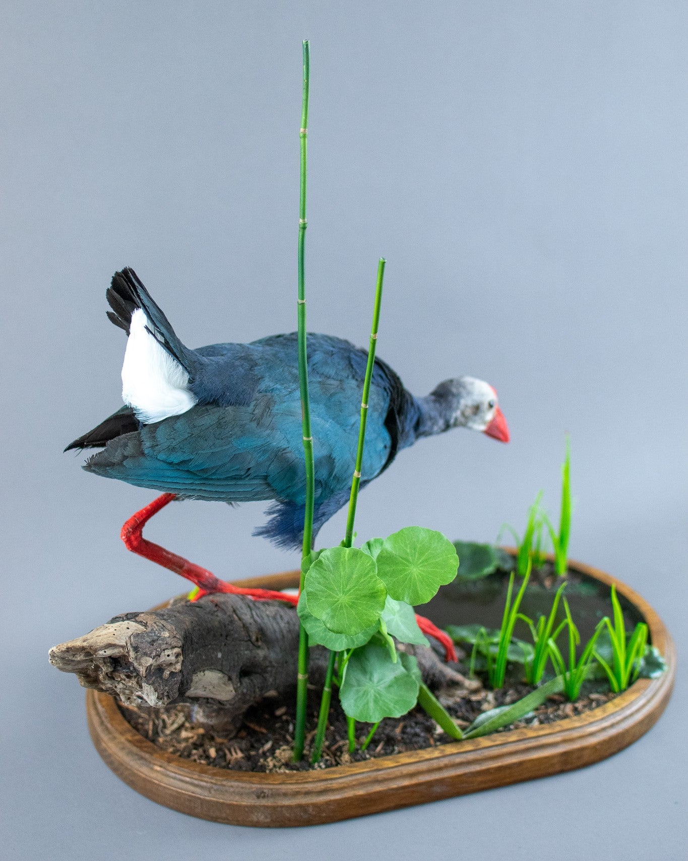 Grey-Headed Swamp Hen Taxidermy Mount