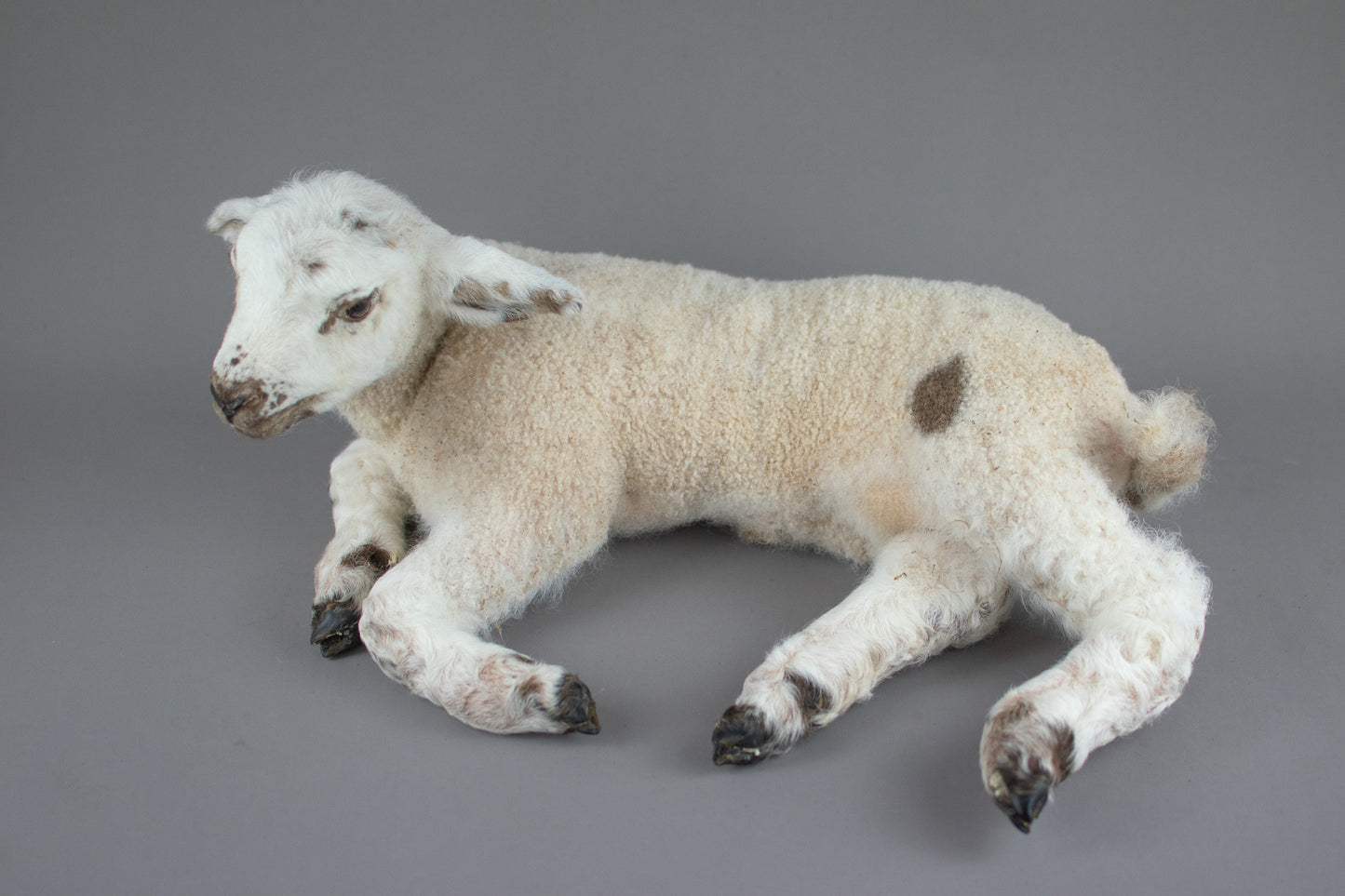 Taxidermy Domestic Spring Lamb (Ovis aries)