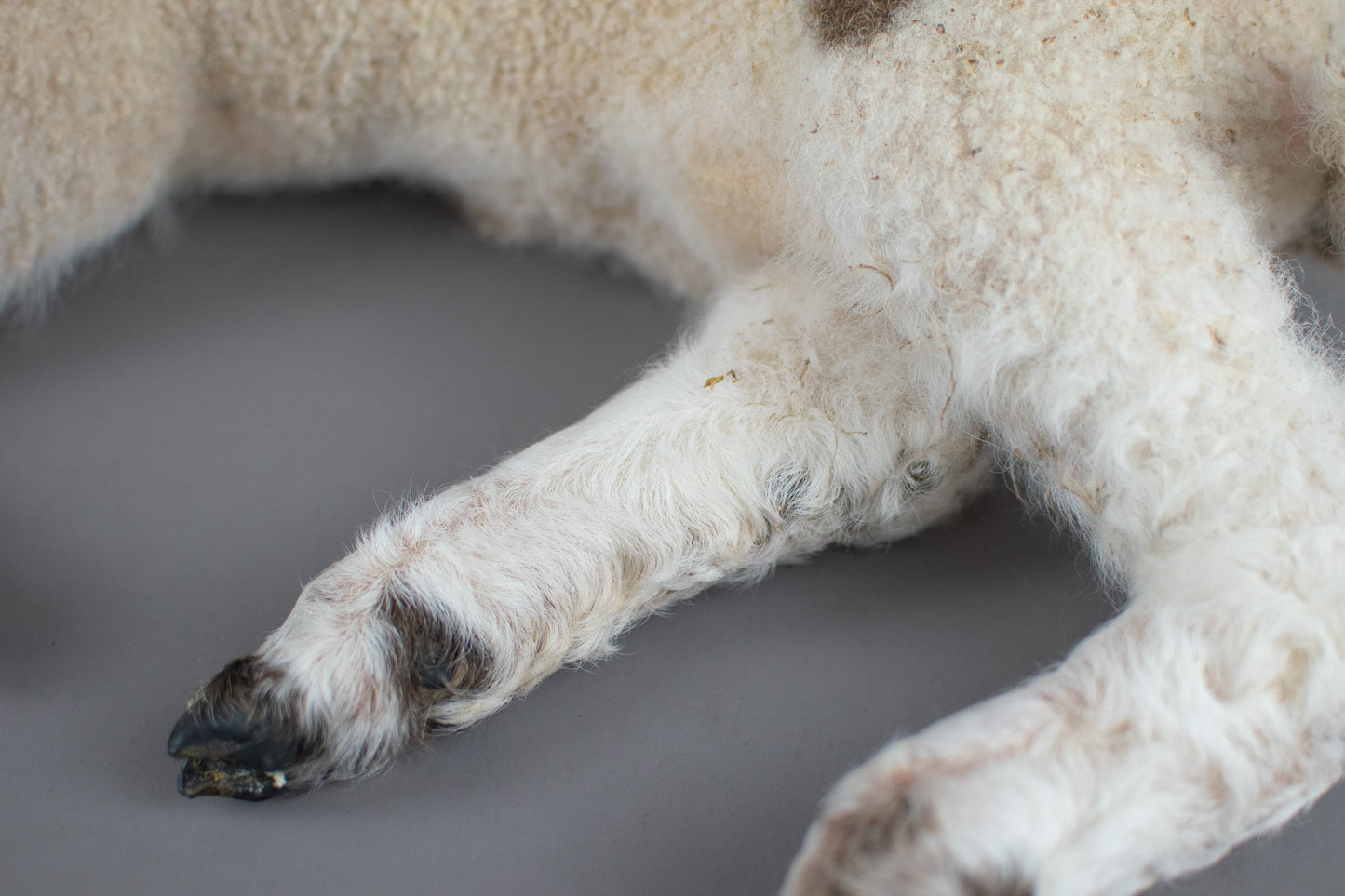 Taxidermy Domestic Spring Lamb (Ovis aries)