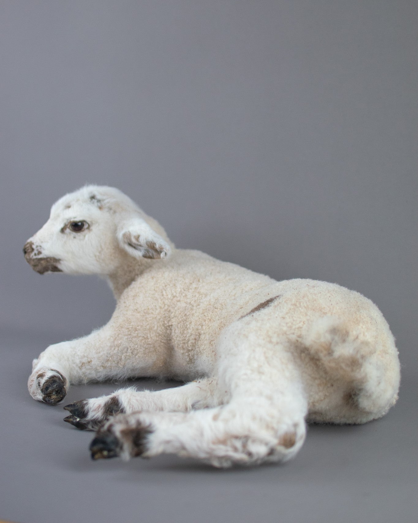 Taxidermy Domestic Spring Lamb (Ovis aries)