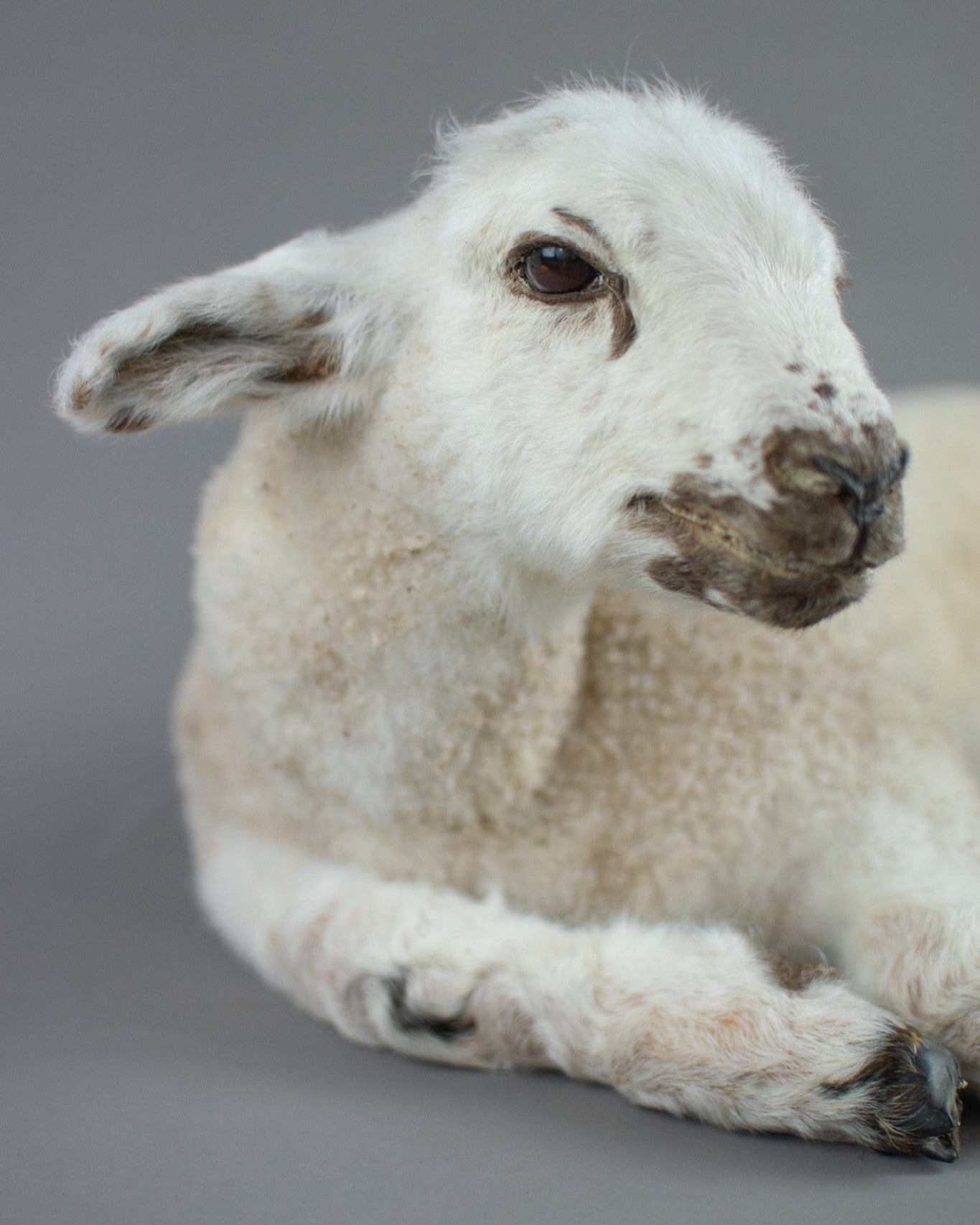 Taxidermy Domestic Spring Lamb (Ovis aries)