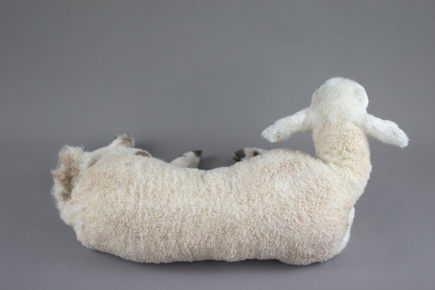 Taxidermy Domestic Spring Lamb (Ovis aries)