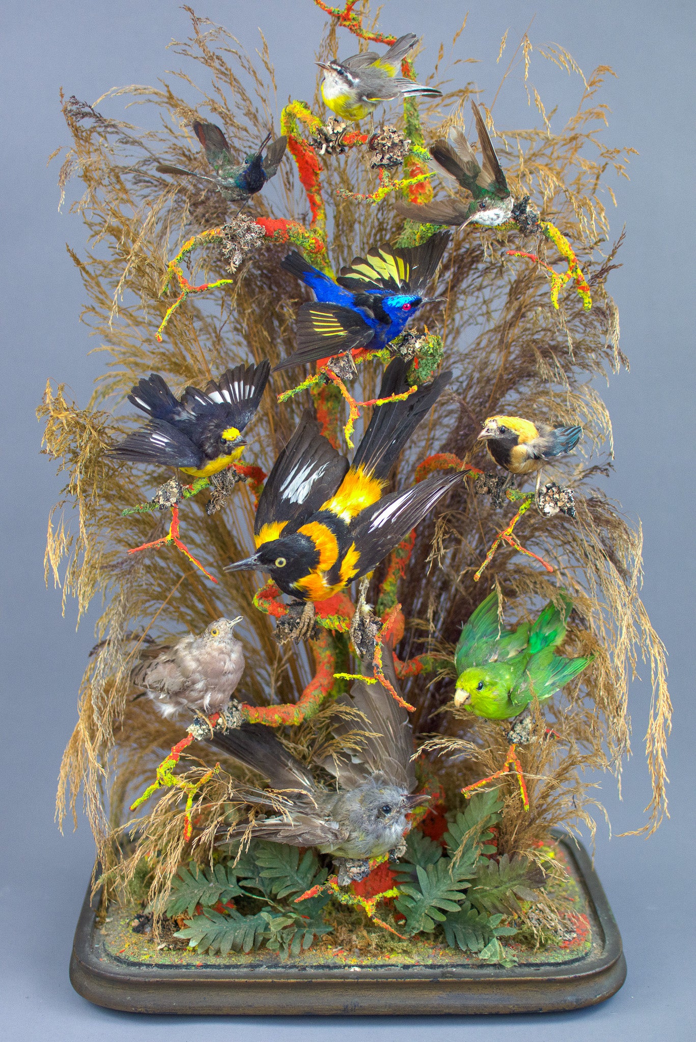 Antique Large Victorian Glass Domed Taxidermy of Ten Exotic Birds