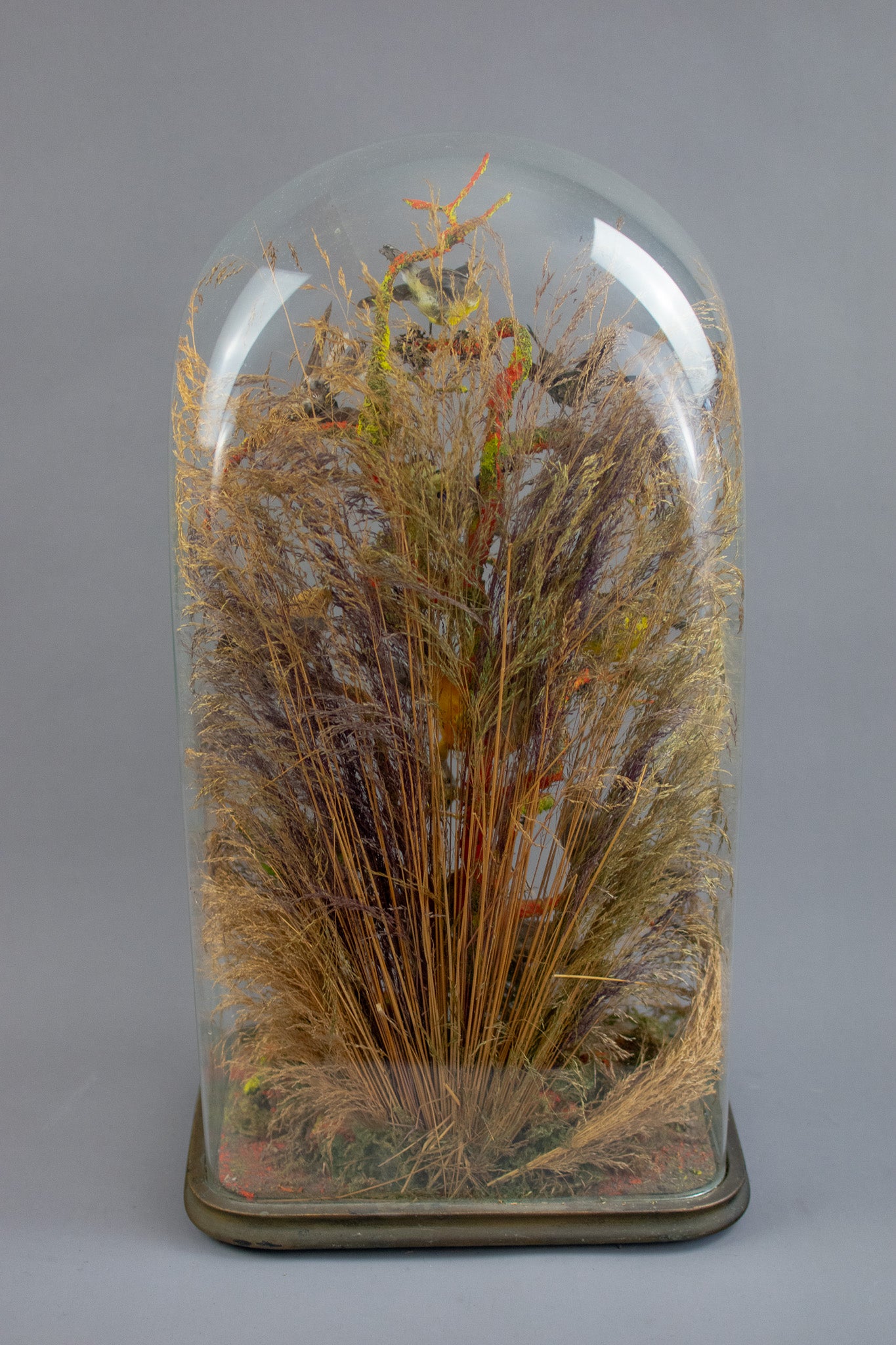 Antique Large Victorian Glass Domed Taxidermy of Ten Exotic Birds