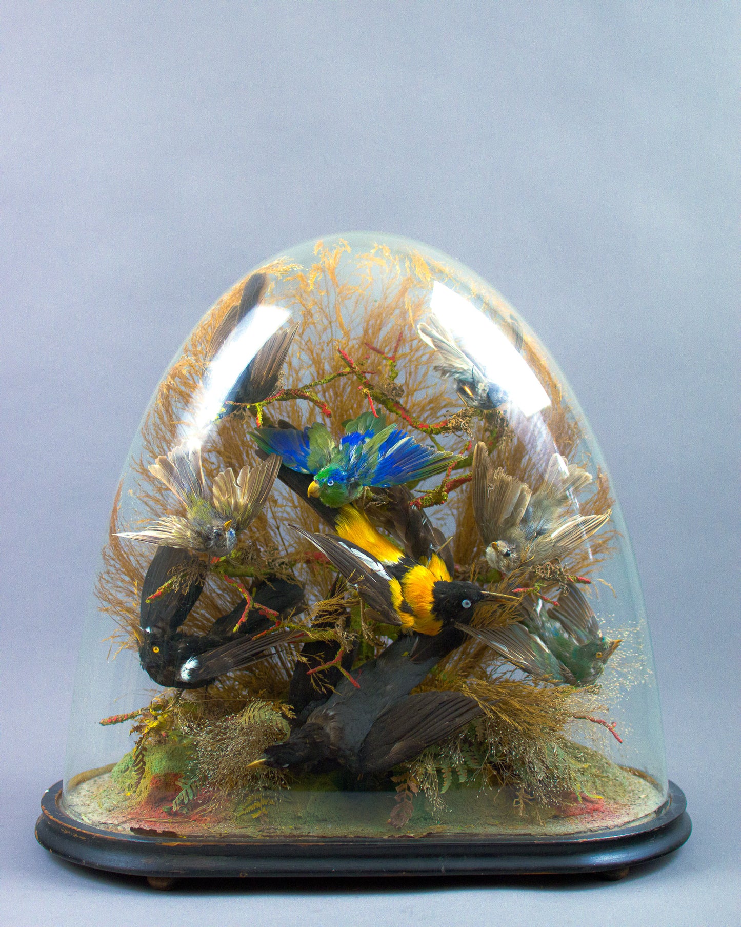 Antique Victorian Glass Oval Domed Taxidermy of Nine Exotic Birds Circa 1870-1900
