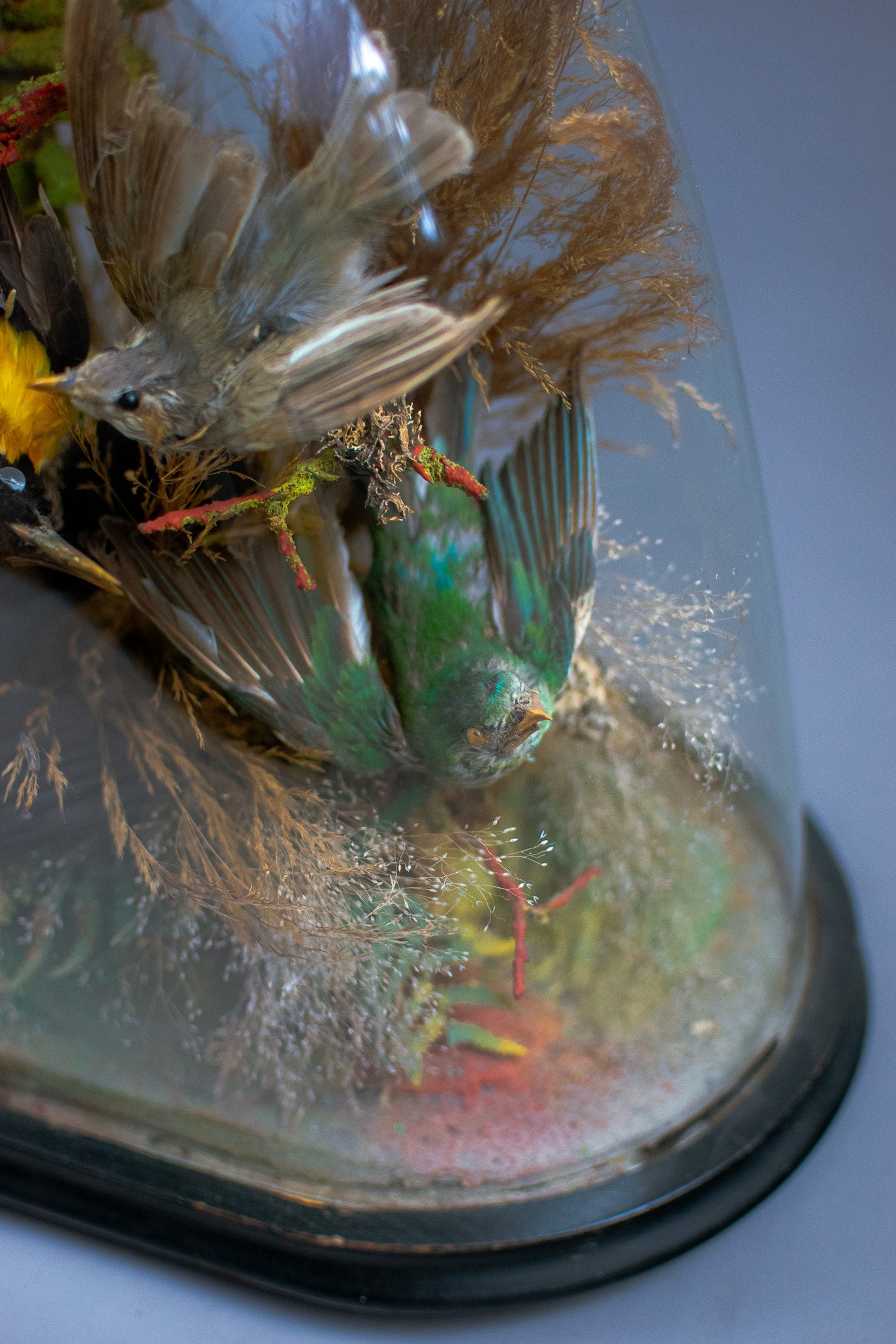 Antique Victorian Glass Oval Domed Taxidermy of Nine Exotic Birds Circa 1870-1900