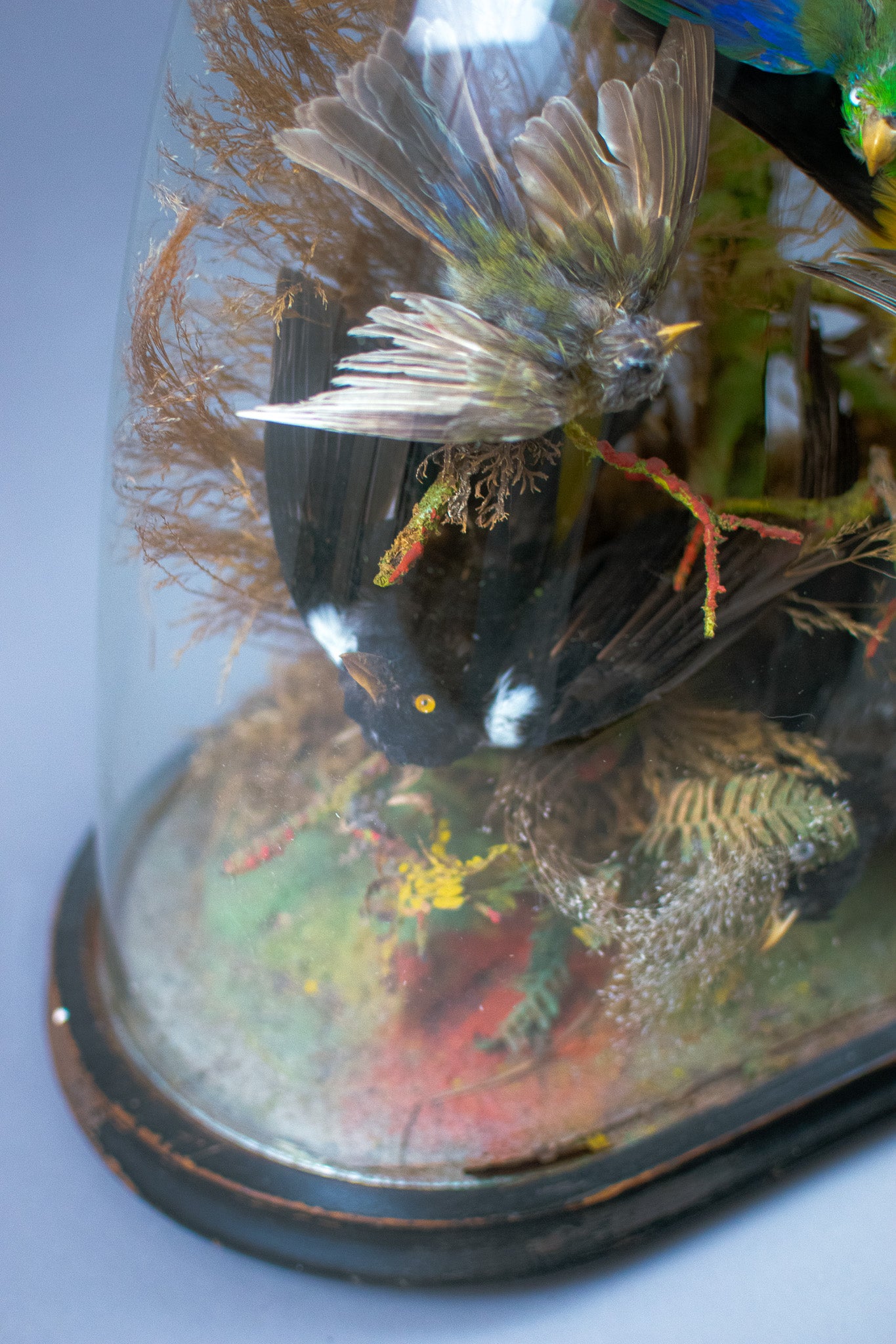 Antique Victorian Glass Oval Domed Taxidermy of Nine Exotic Birds Circa 1870-1900