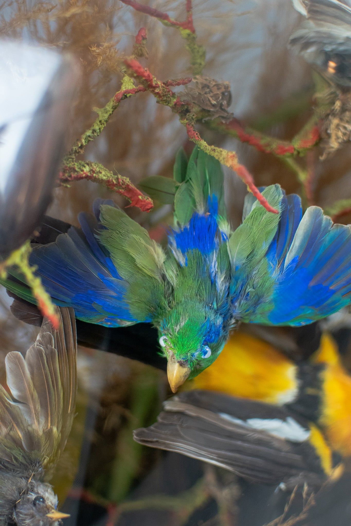 Antique Victorian Glass Oval Domed Taxidermy of Nine Exotic Birds Circa 1870-1900