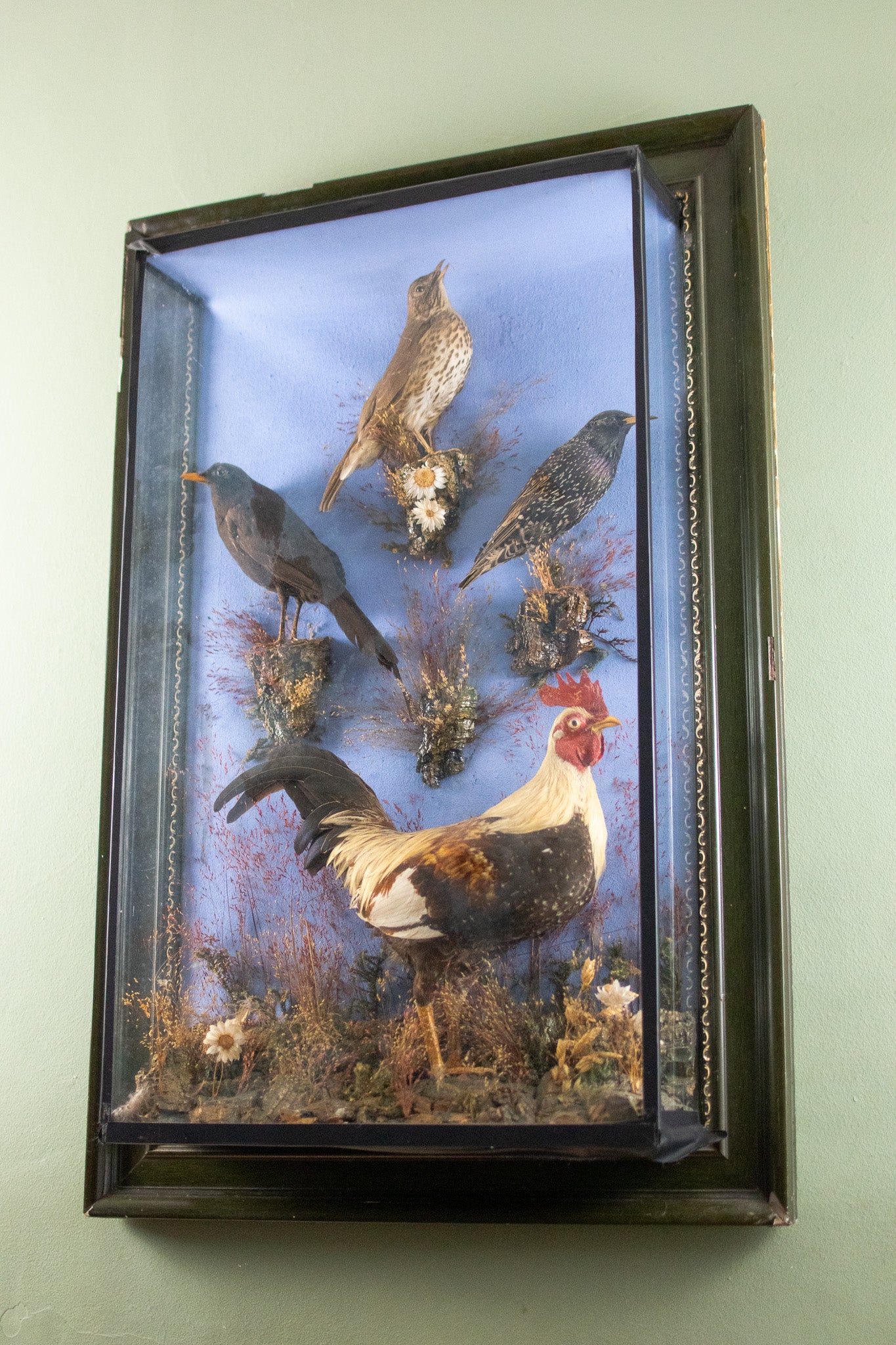 A Large Victorian Taxidermy Wall Cased Diorama Arrangement Bantam Cockerel & Garden Birds by George Bazeley of Northampton