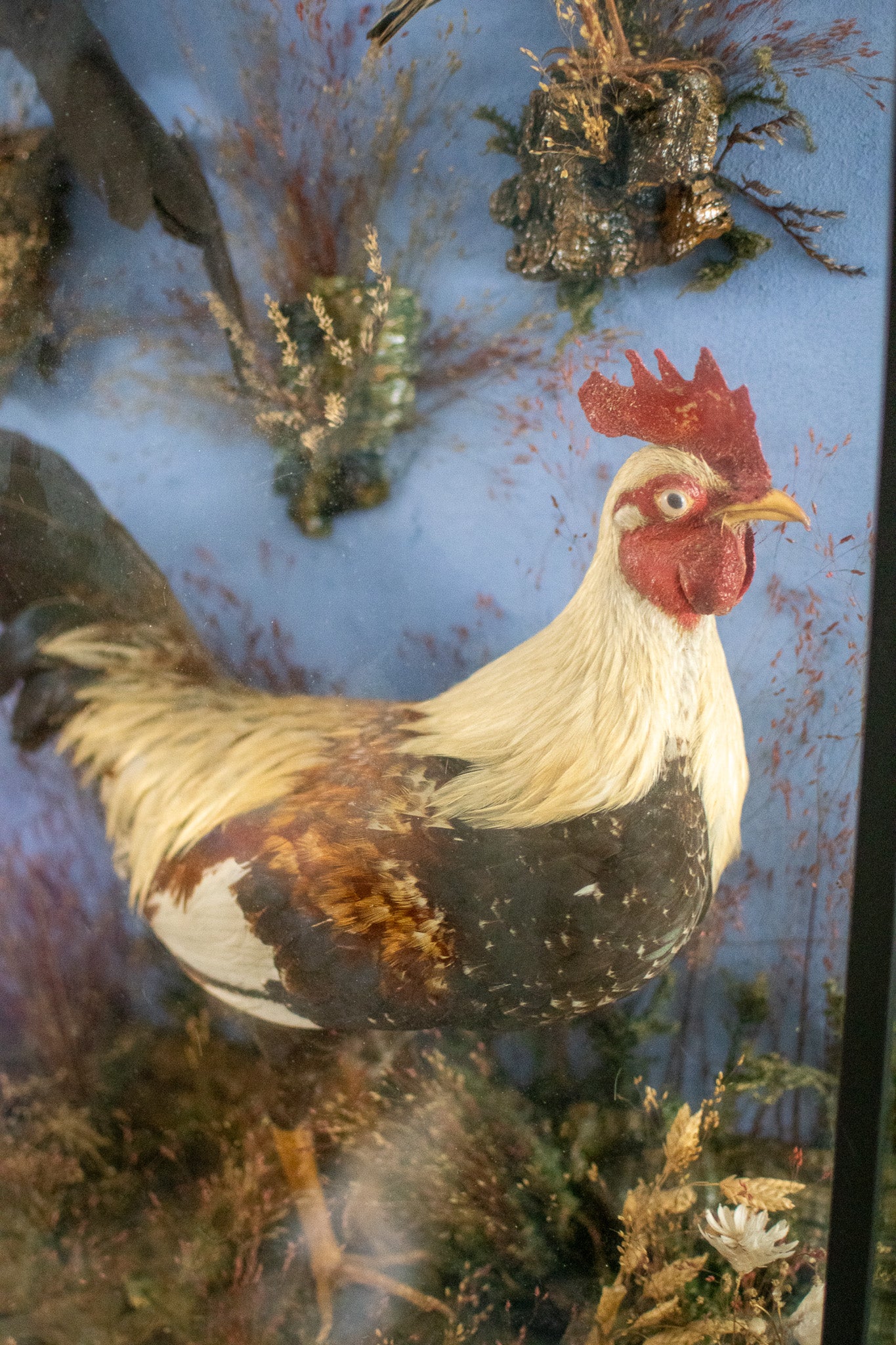 A Large Victorian Taxidermy Wall Cased Diorama Arrangement Bantam Cockerel & Garden Birds by George Bazeley of Northampton