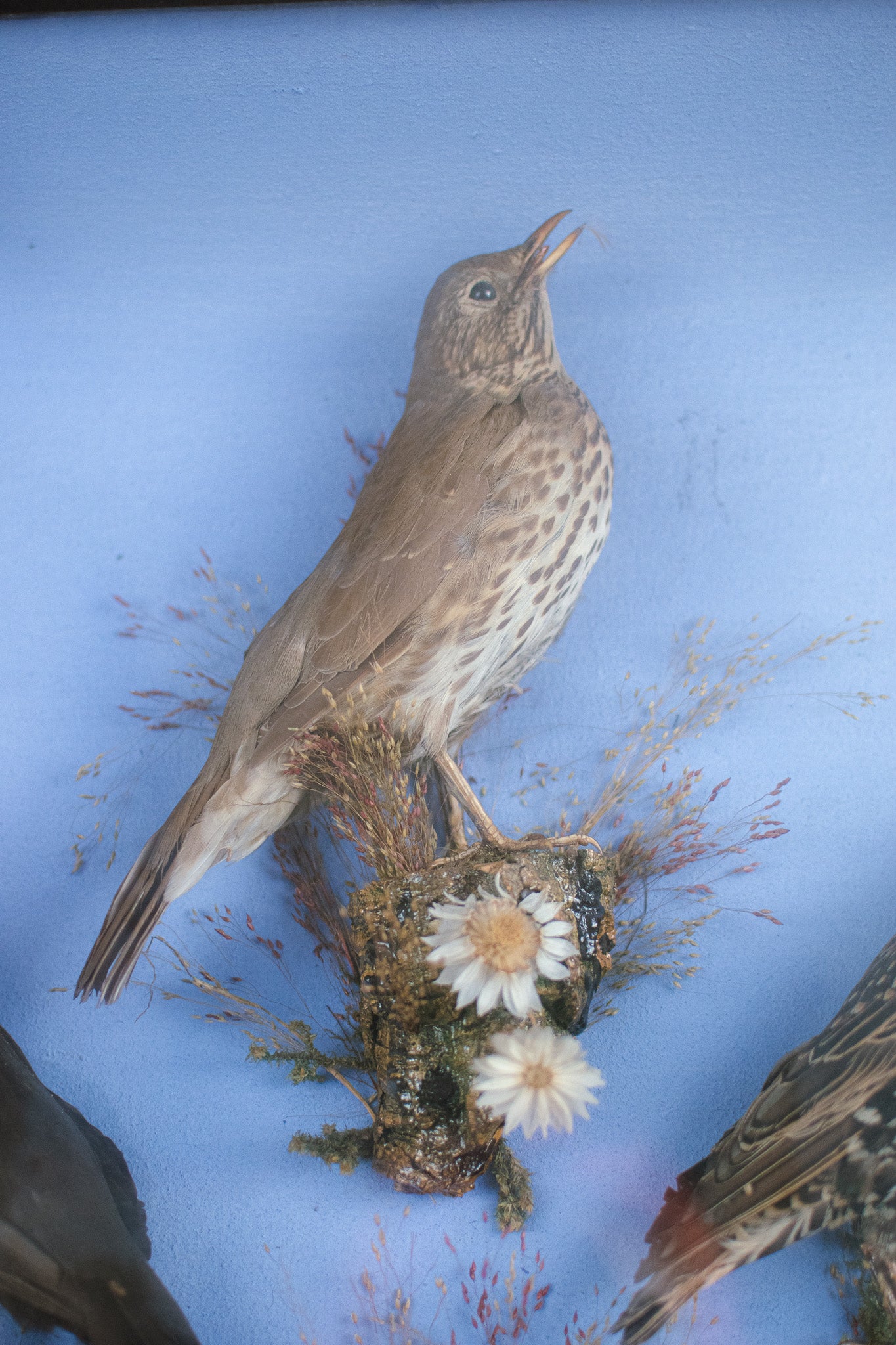 A Large Victorian Taxidermy Wall Cased Diorama Arrangement Bantam Cockerel & Garden Birds by George Bazeley of Northampton