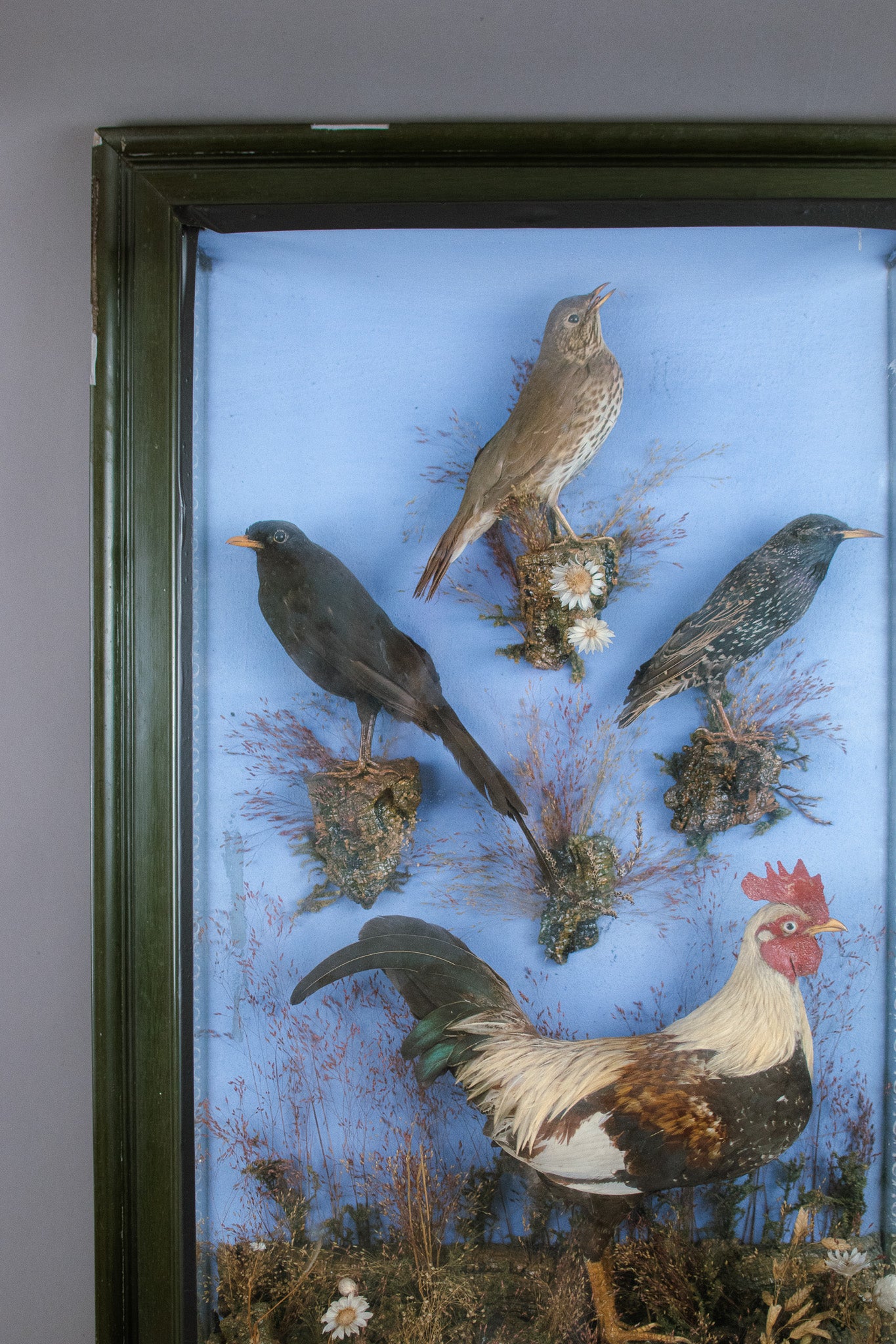 A Large Victorian Taxidermy Wall Cased Diorama Arrangement Bantam Cockerel & Garden Birds by George Bazeley of Northampton