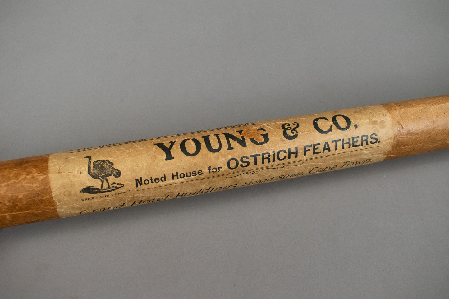 2 Extra Large Victorian Antique Black Ostrich Feathers in Original Packaging