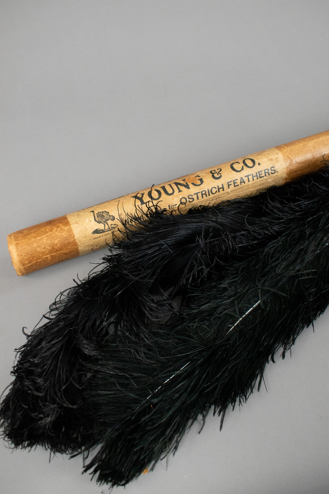 2 Extra Large Victorian Antique Black Ostrich Feathers in Original Packaging