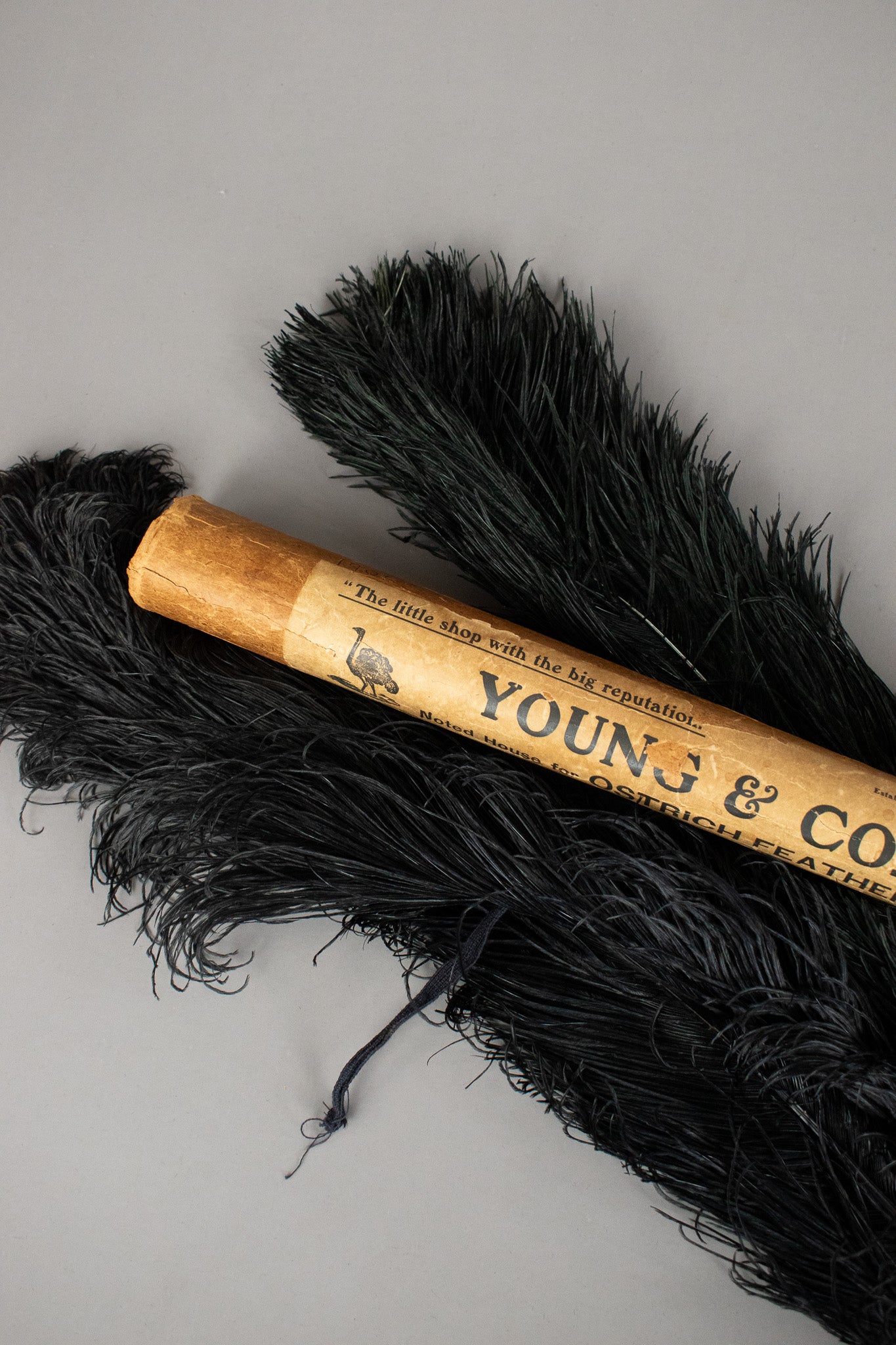 2 Extra Large Victorian Antique Black Ostrich Feathers in Original Packaging